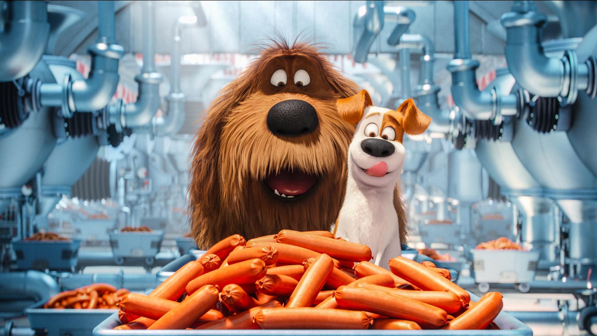 The Secrete Life of Pets Animated Movie, HD Movies, 4k