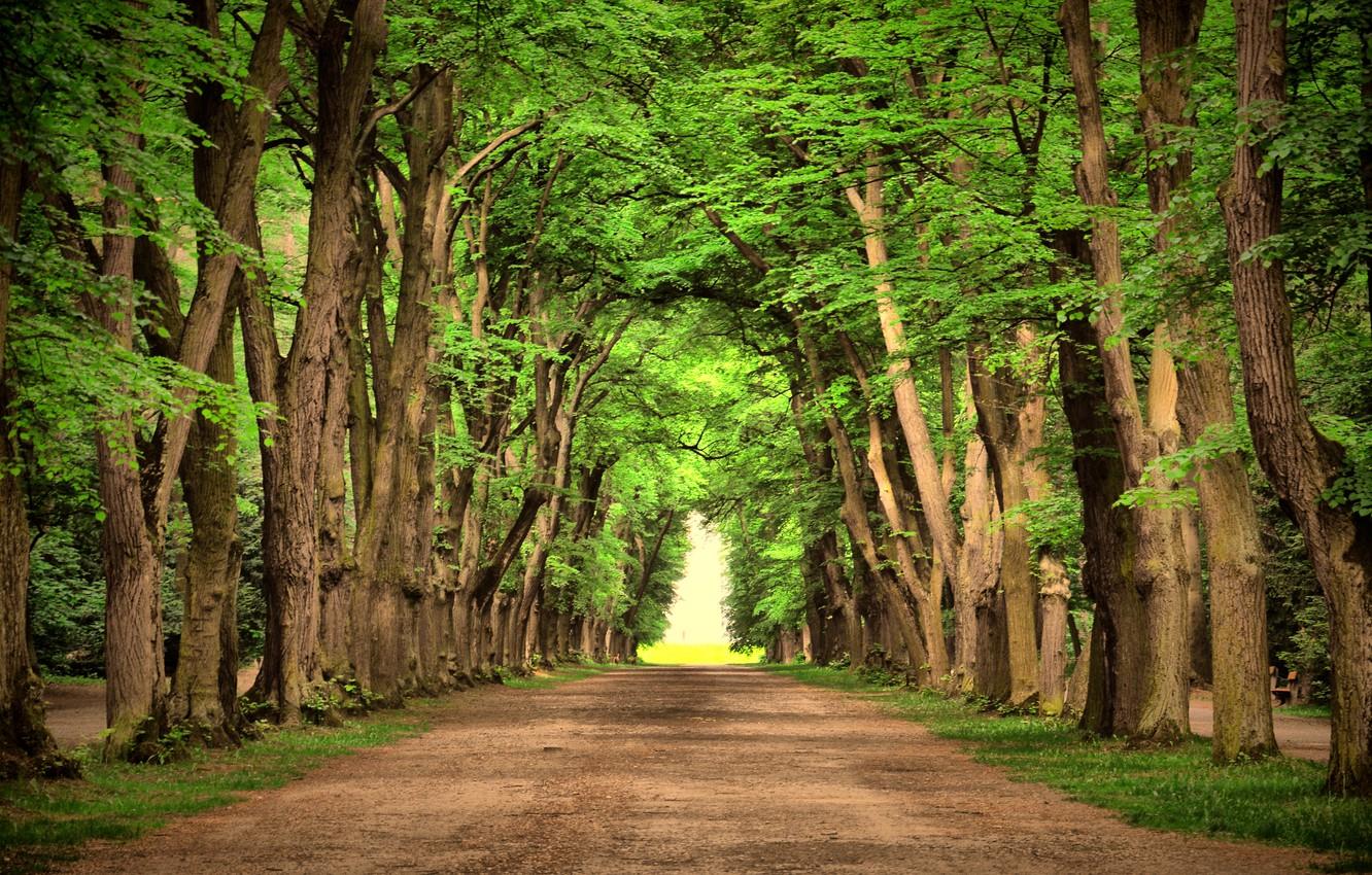 Wallpaper trees, landscape, nature, green, green, road, road