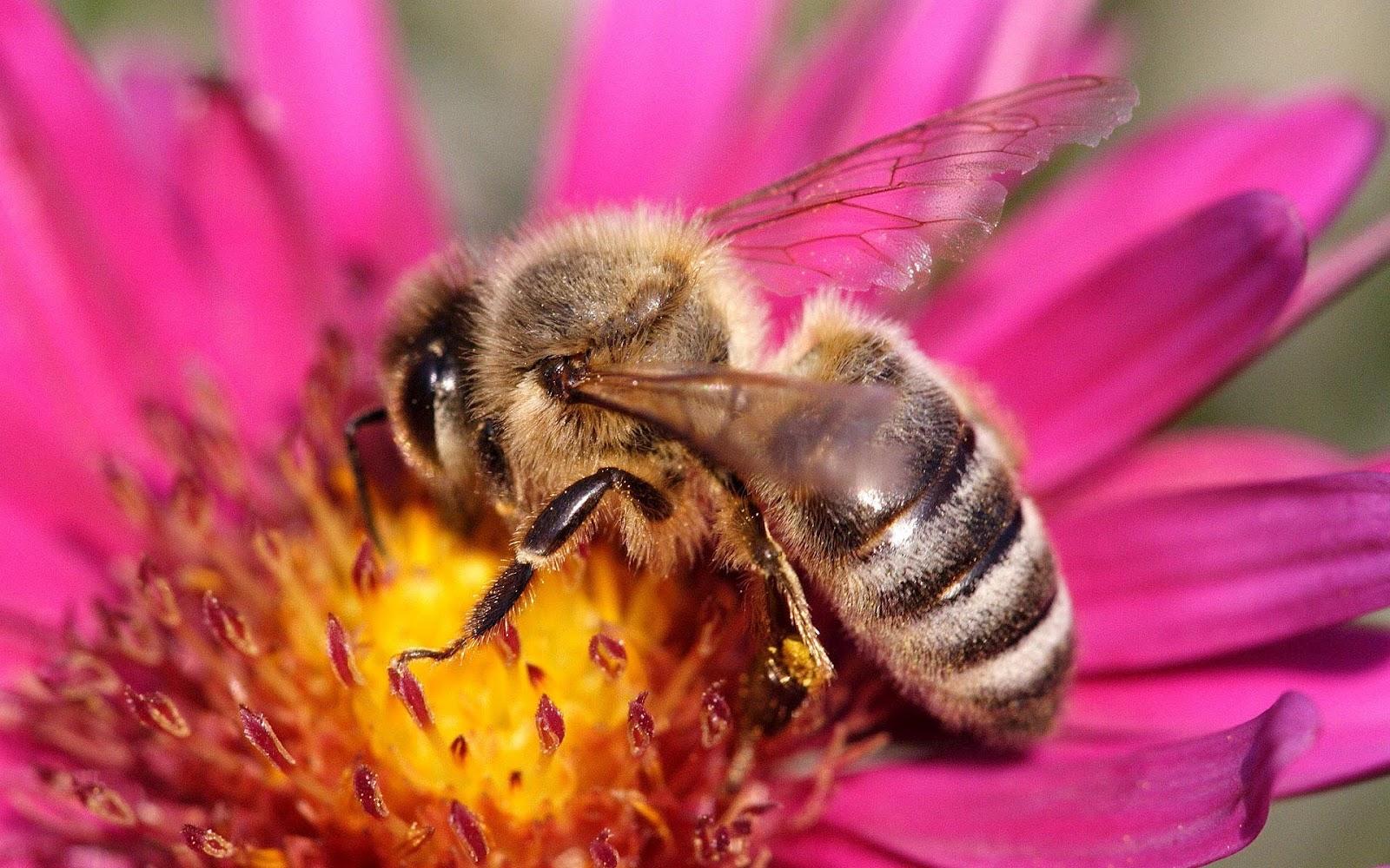 Pollinating Bees On Flowers Wallpaper Desktop HD 1600 x