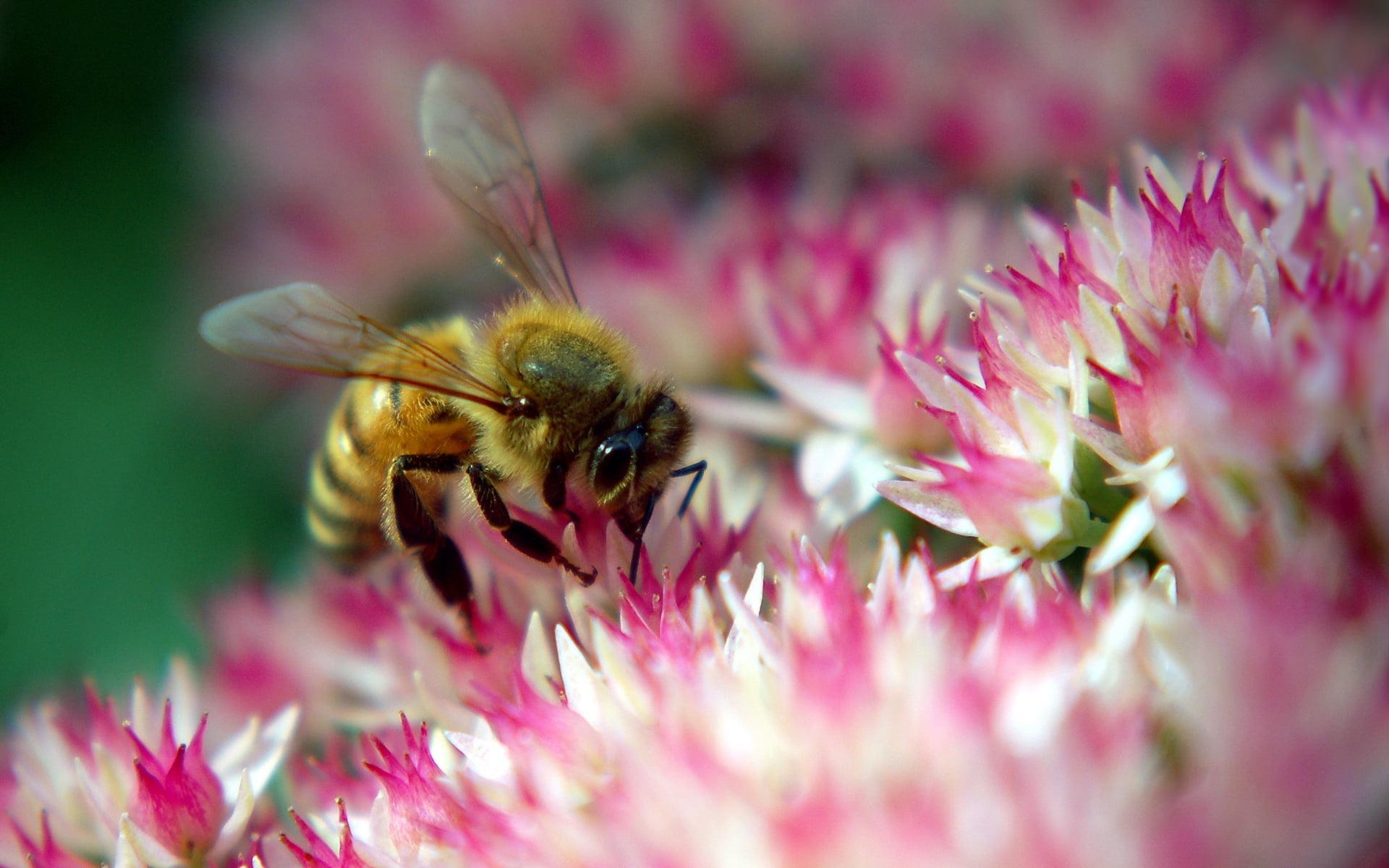 Bee sucking nectar on pink flower HD wallpaper