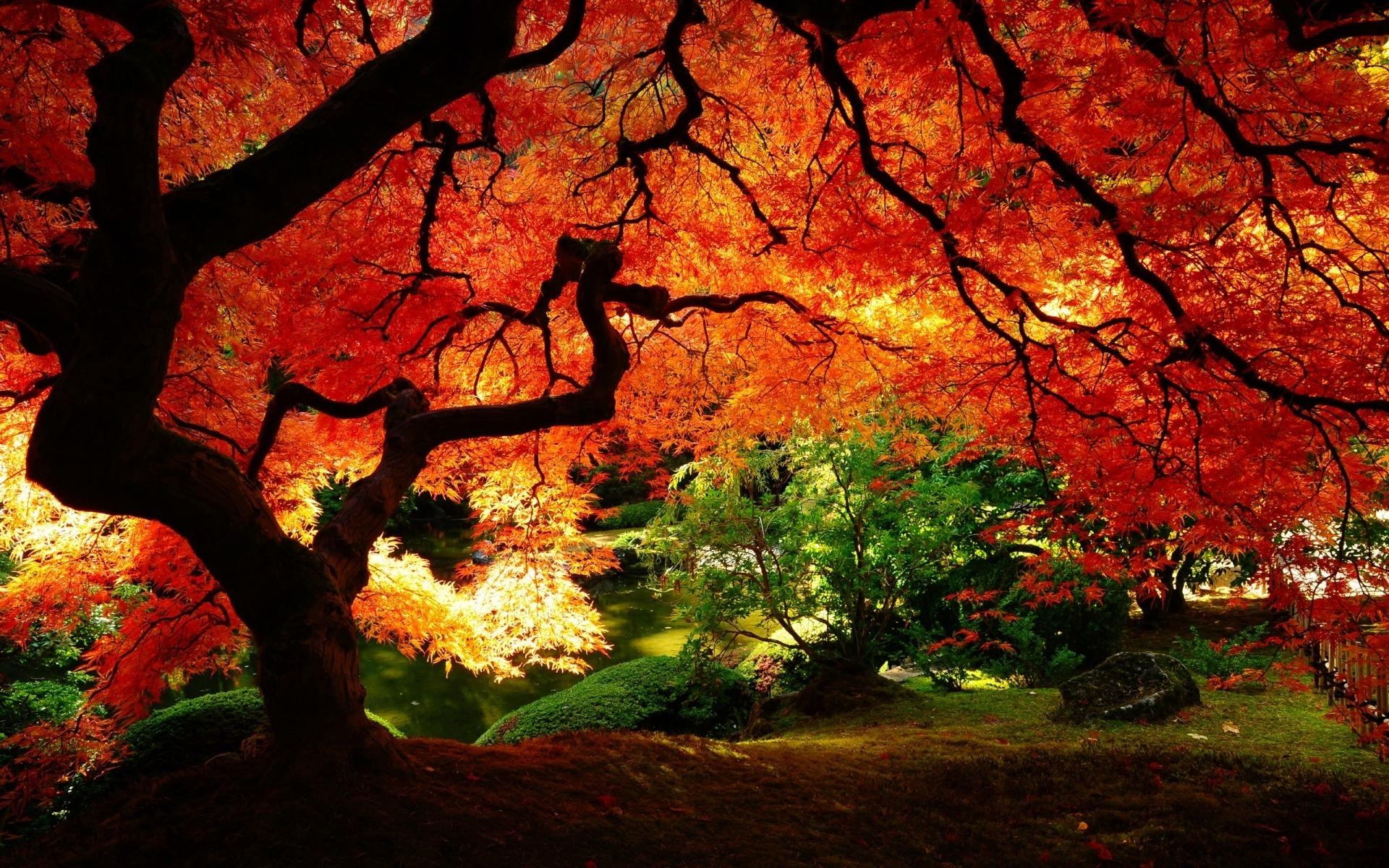 Beautiful Autumn Tree Landscape Wallpaper