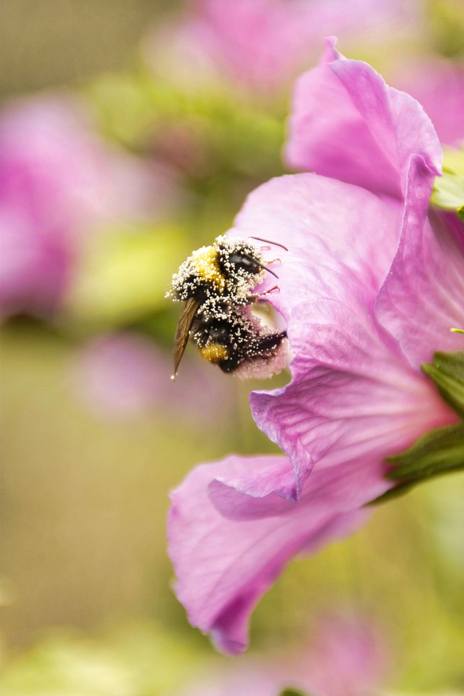 HD wallpaper: nature, flower, insect, pollen, bee, summer