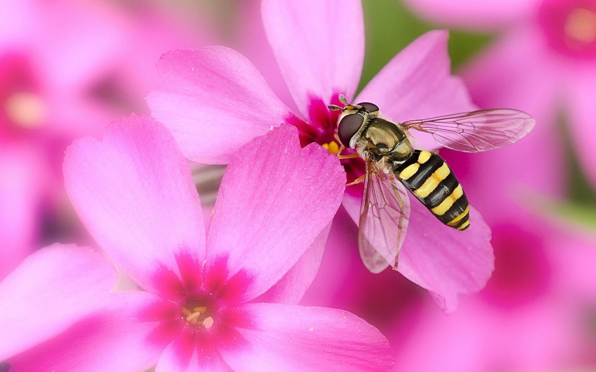 Bee On The Flower HD Wallpaper (1920×1200). Bee, Bee