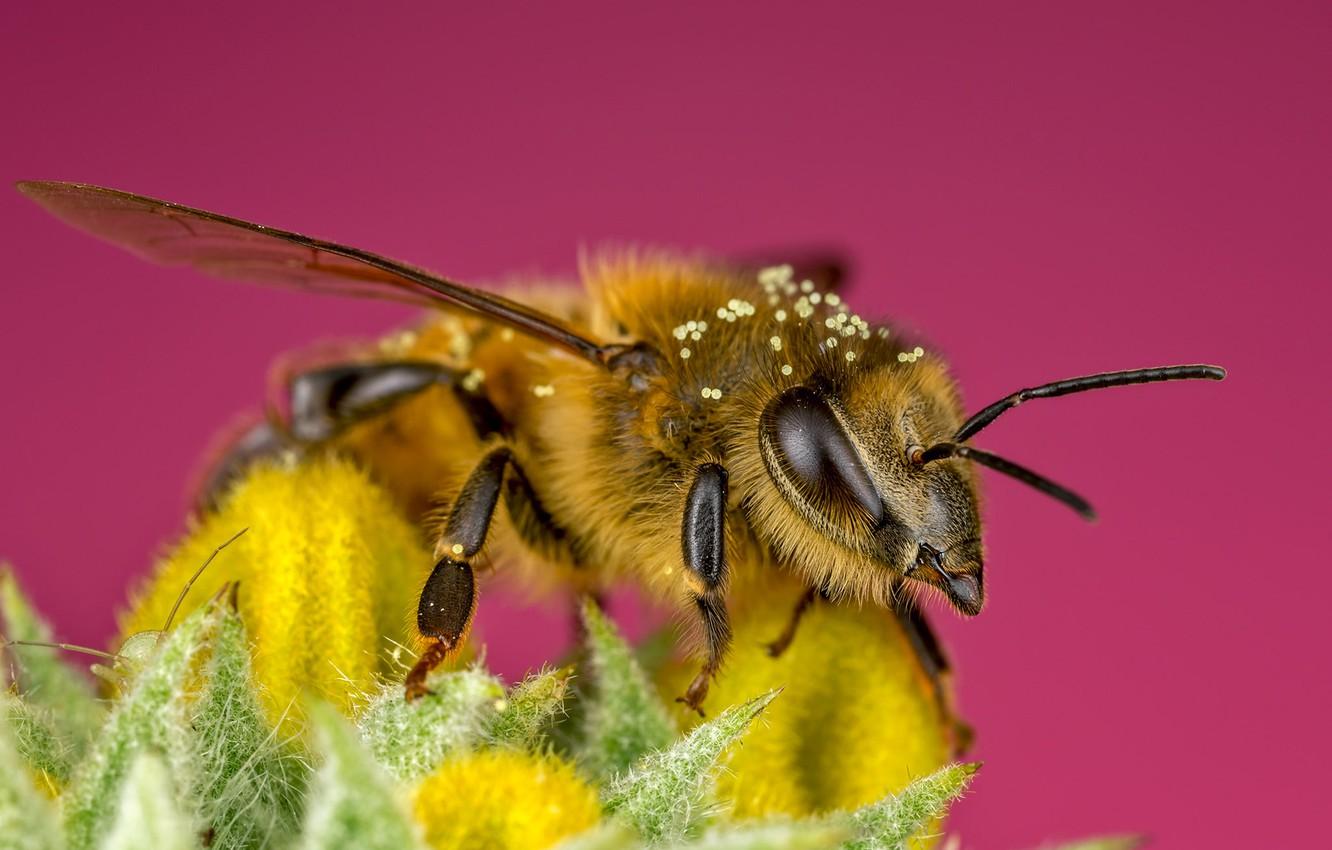 Wallpaper flower, eyes, macro, yellow, bee, background, pink