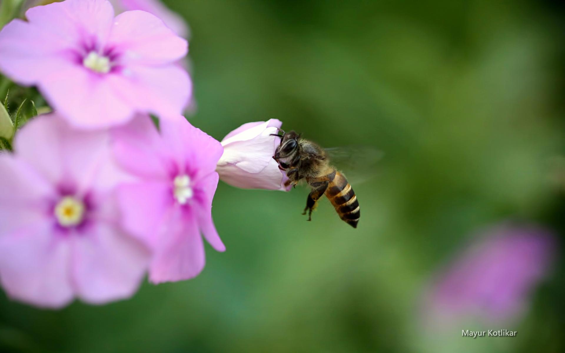Honeybee Download 2240x1488 Pink Flower, Bee, Close Up