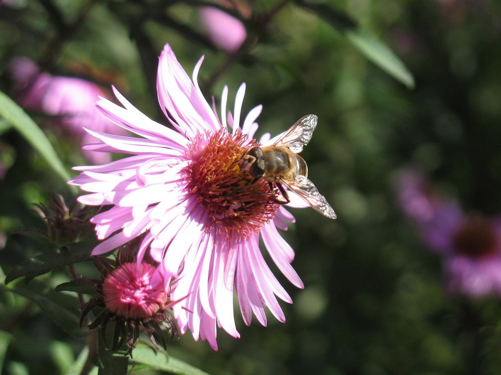 Bumble bee on pink petaled flower during daytime HD