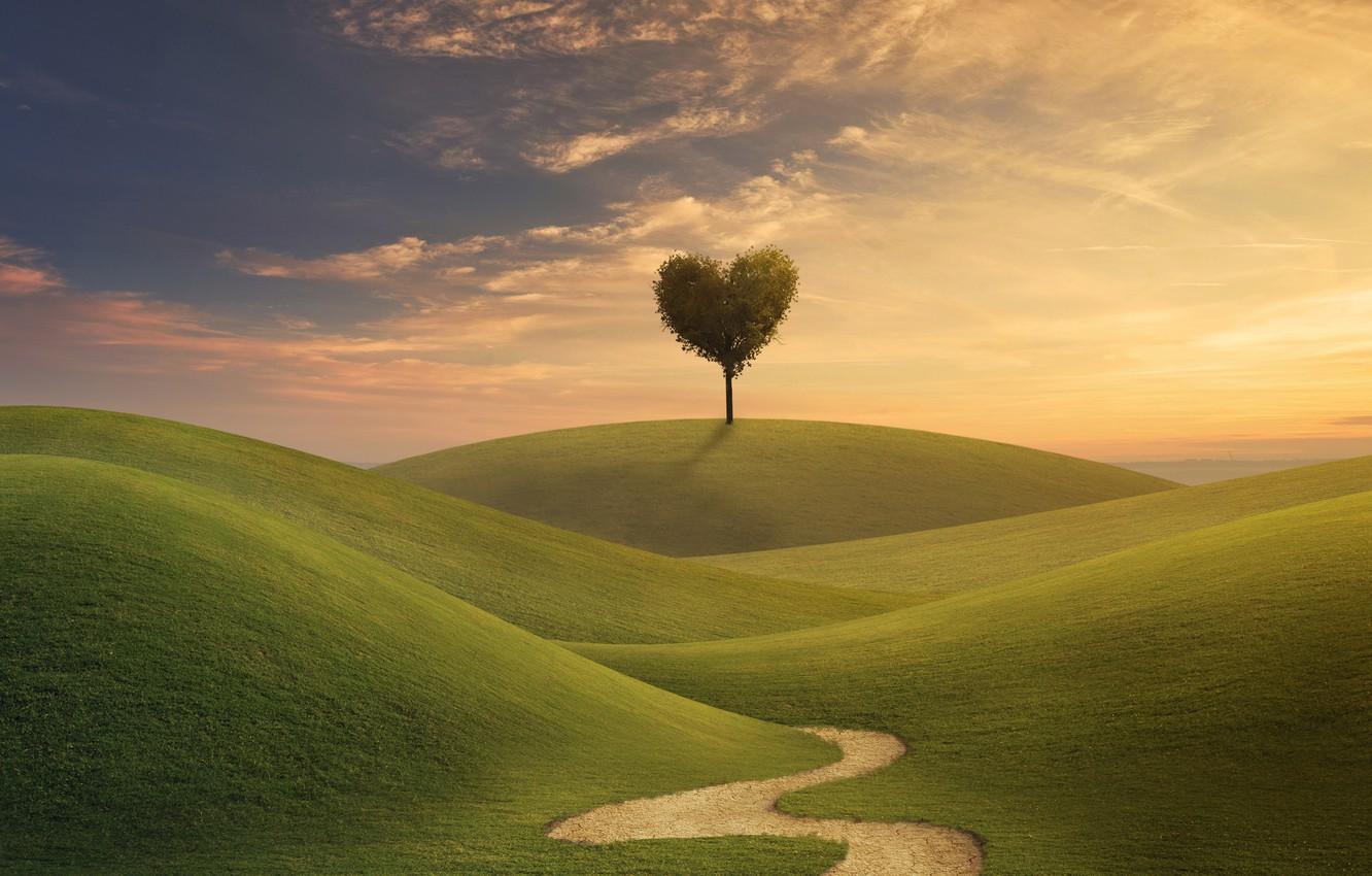 Wallpaper field, the sky, grass, love, tree, heart, love