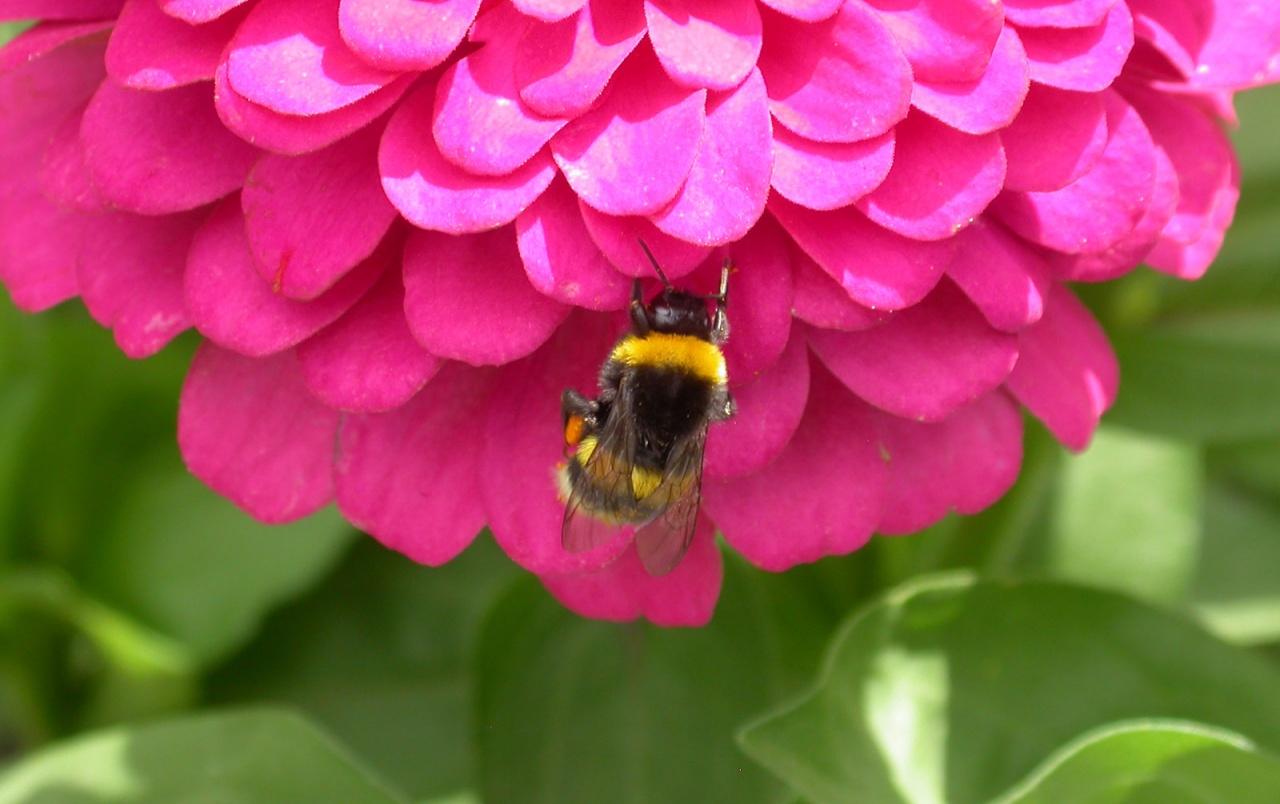 Bee on flower wallpaper. Bee on flower