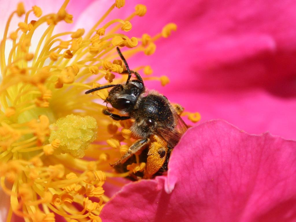Bee pollinating a