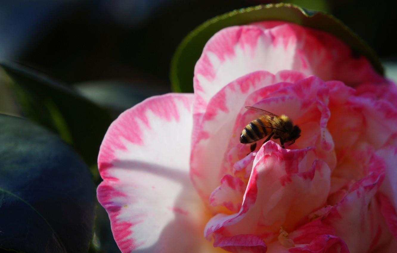 Wallpaper flower, leaves, macro, the dark background, bee