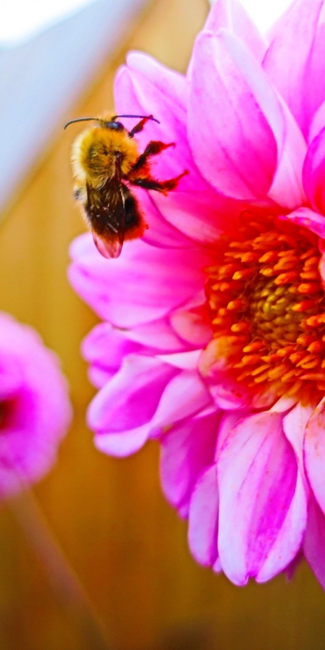 Download 1080x2160 Pink Flower, Bee, Close Up, Pollination