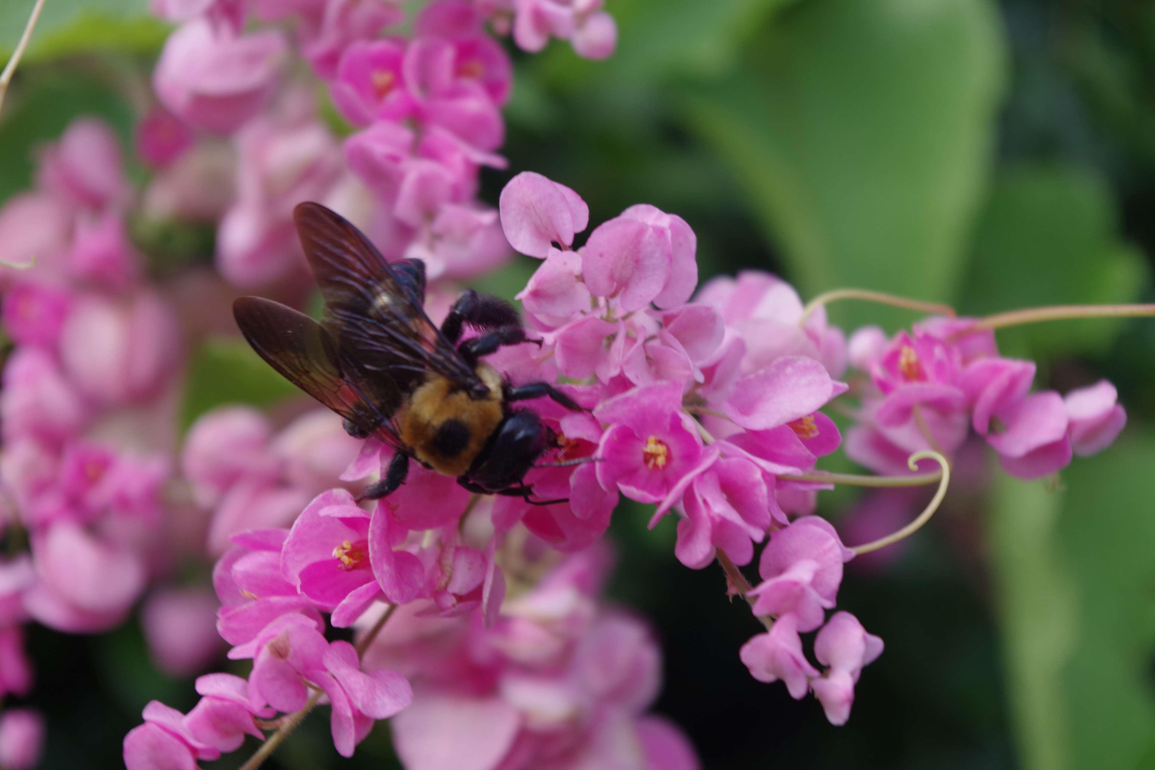 Bee Pollinator Pink Flower Wallpapers - Wallpaper Cave