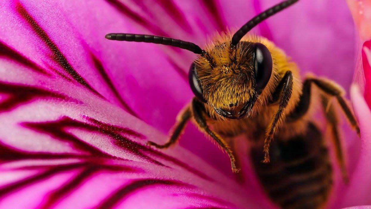 Bee insect bees flower flowers wallpaperx1080