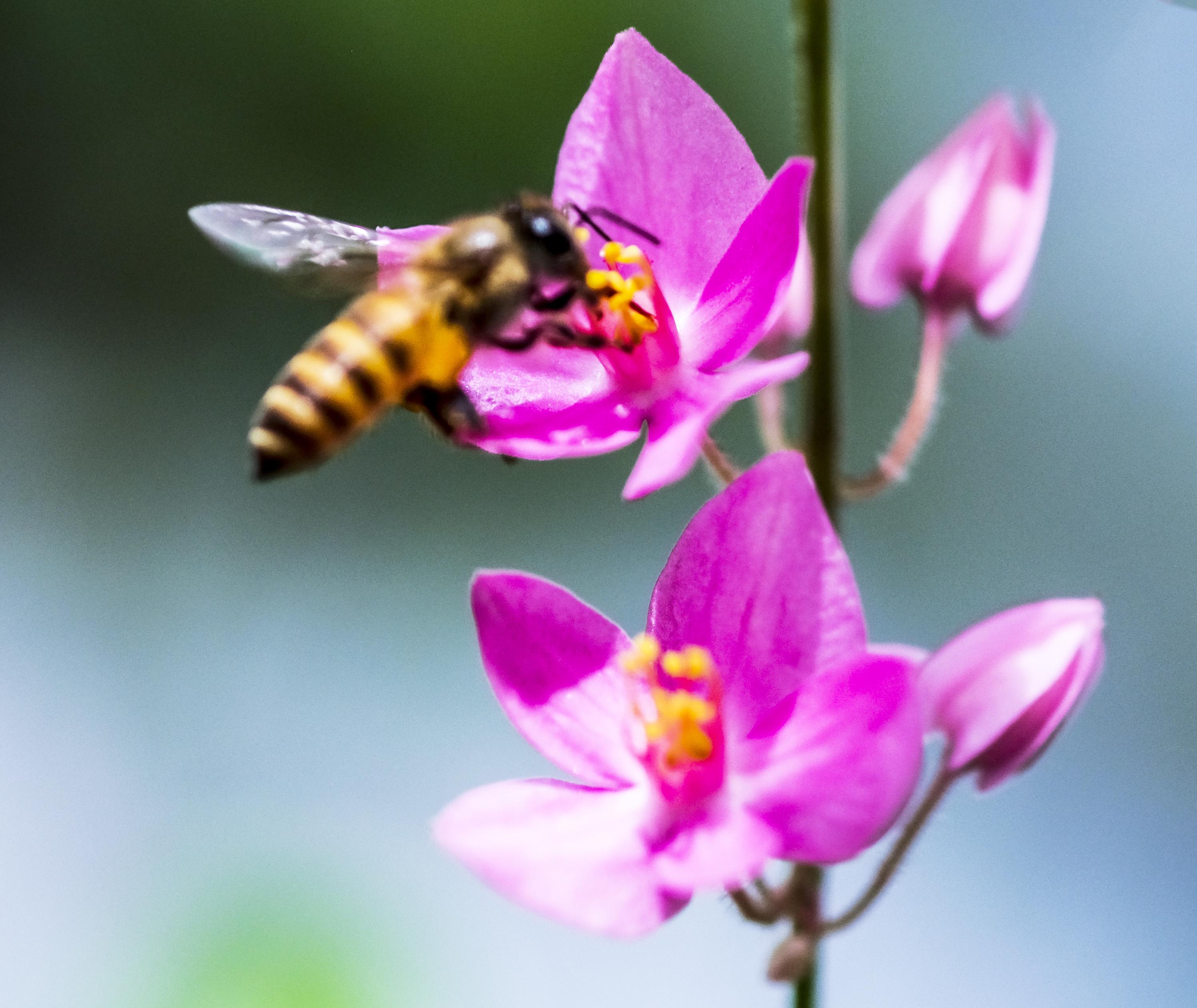 beautiful flower image wallpaper Archives of love