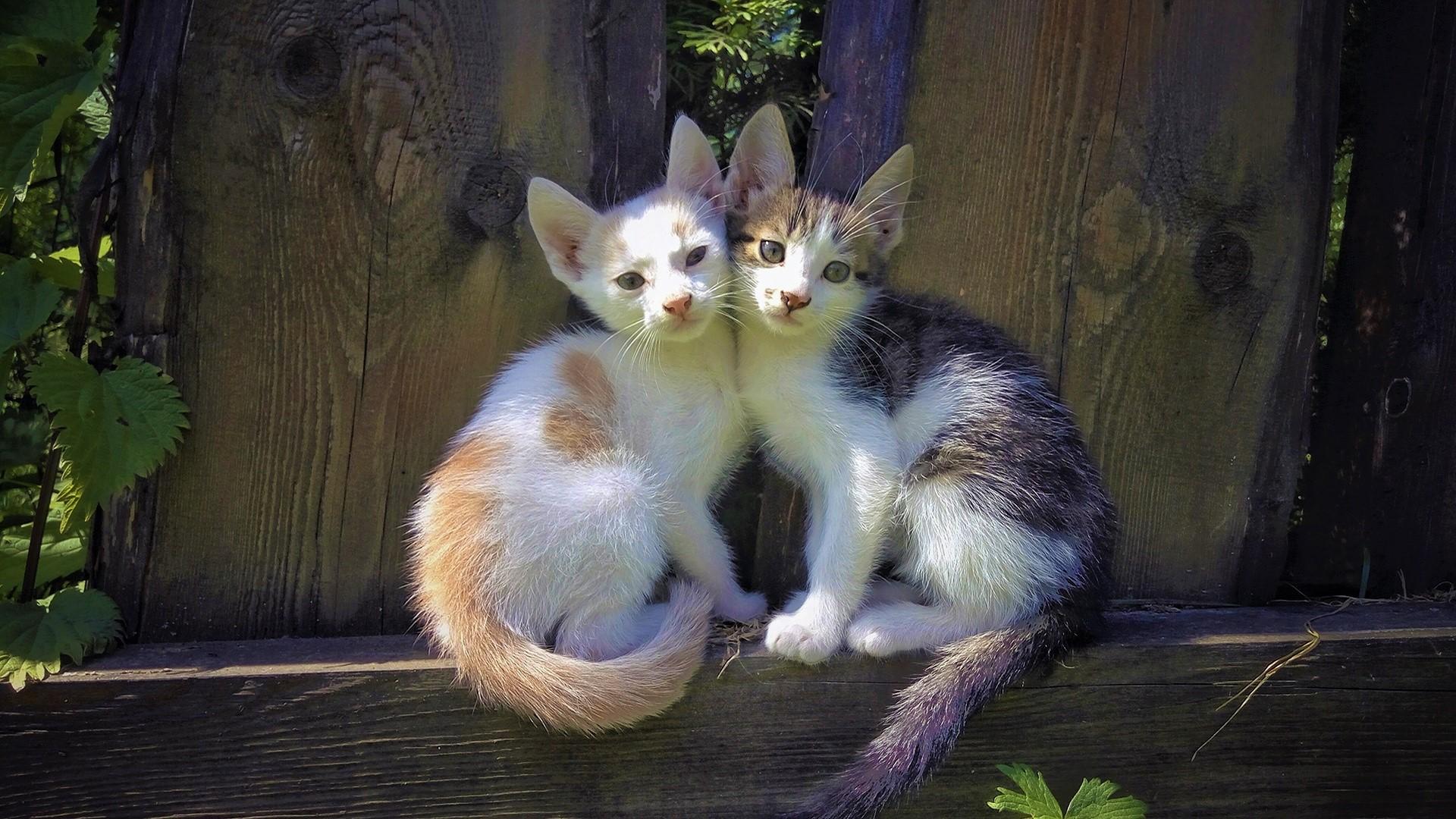 Cute Cats in Garden Wallpaper