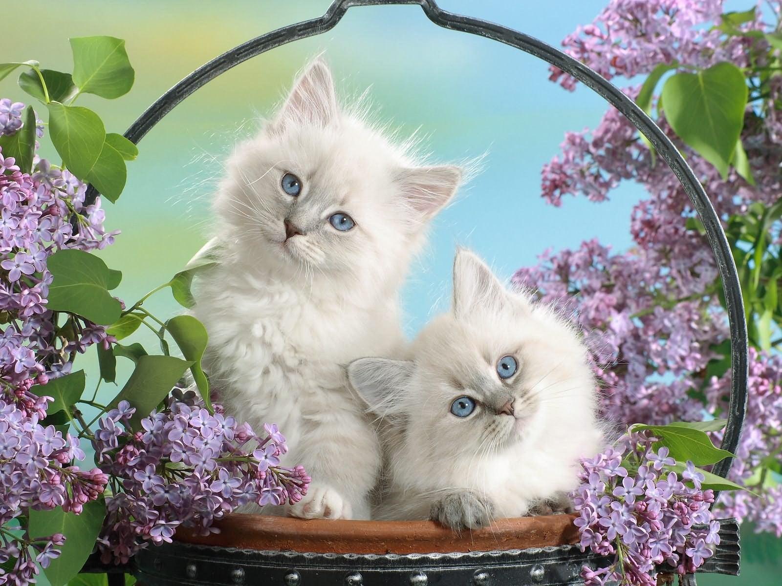 Photo of two white Persian kittens with blue eyes HD