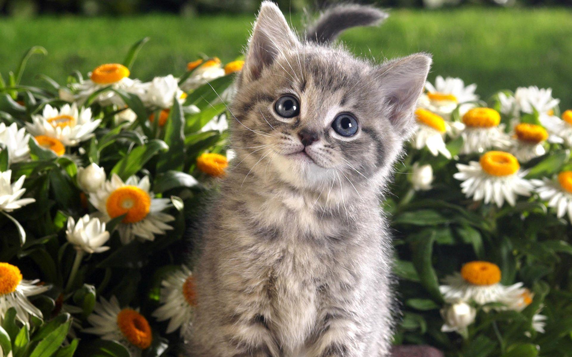 Flower and Kitten Wallpaper