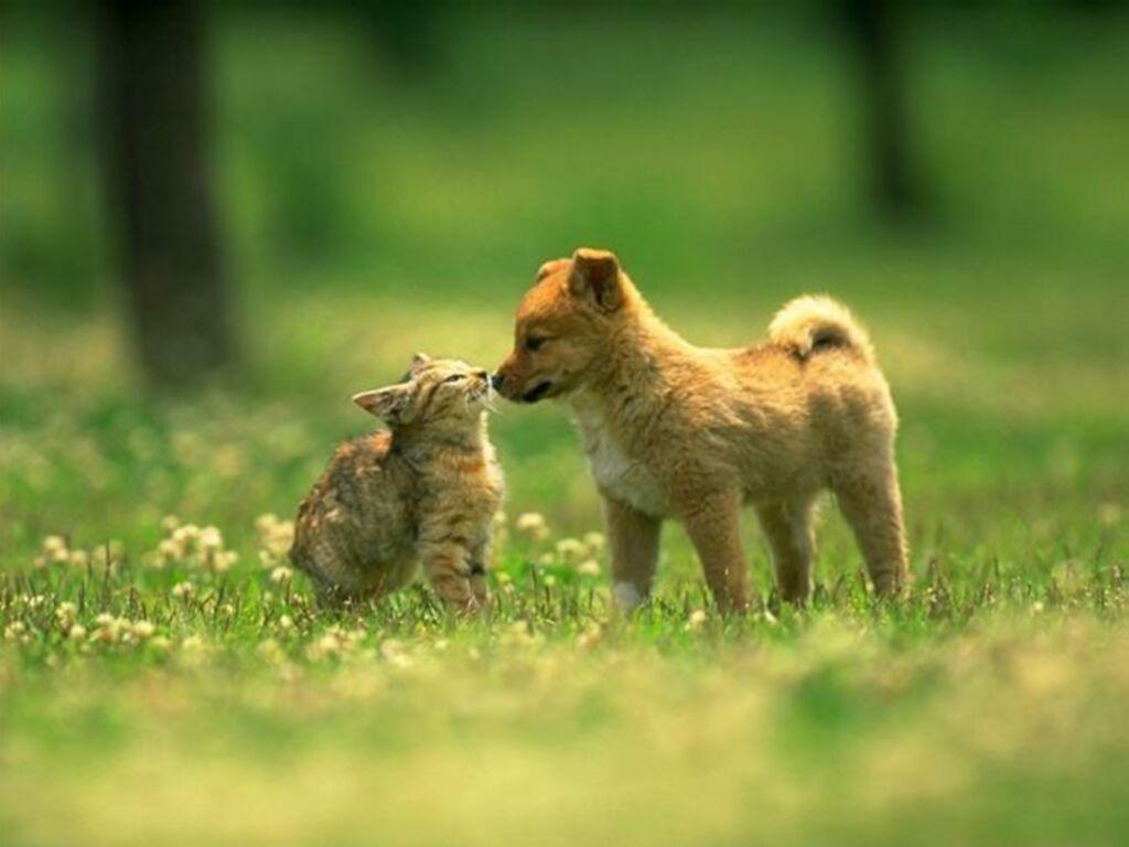 image Kittens and Puppies Wallpaper