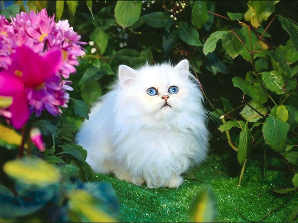 White Cat Wallpaper White Kittens With Blue Eyes, HD