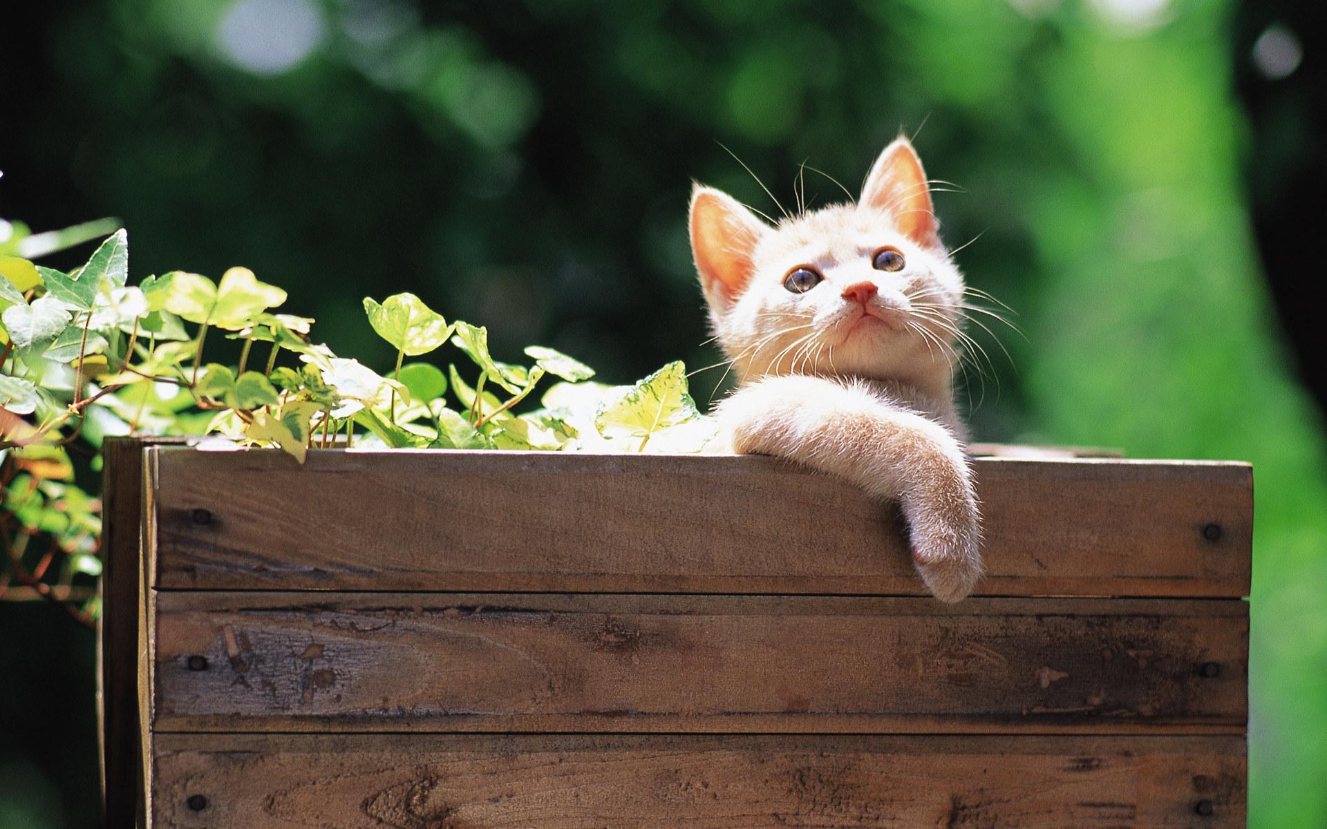 Fluffy kittens Kittens Cat kittens