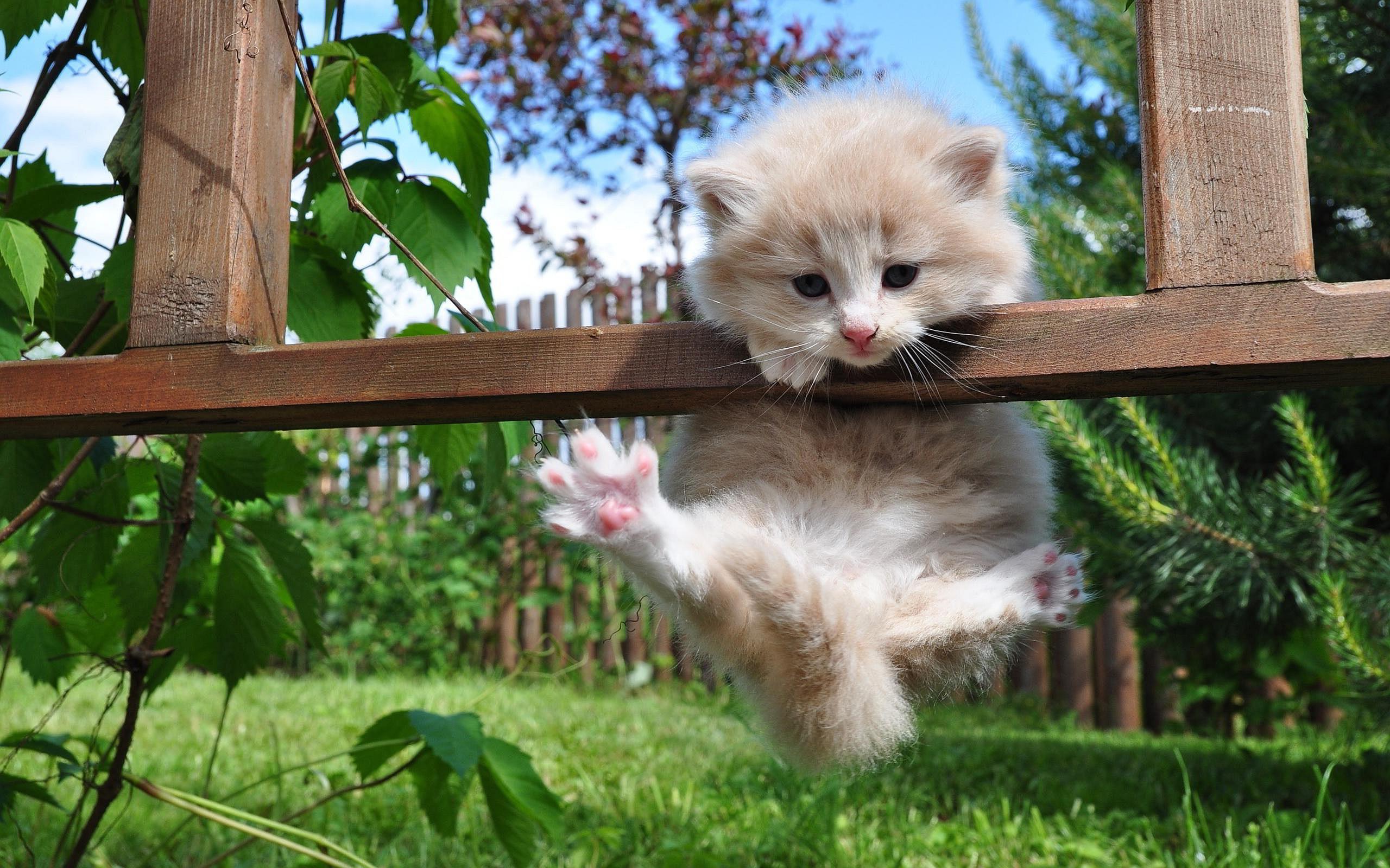 Kittens Wallpaper