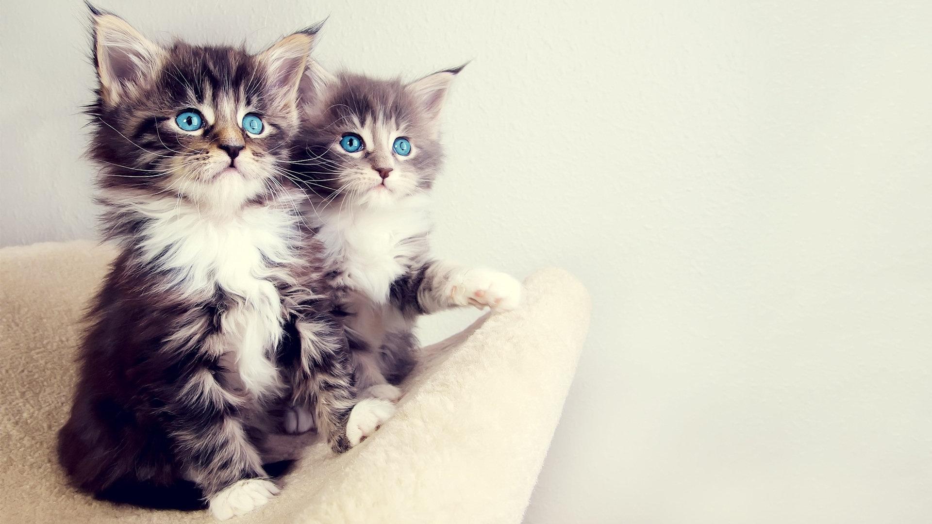 Kittens Wallpaper HD HB5FK1