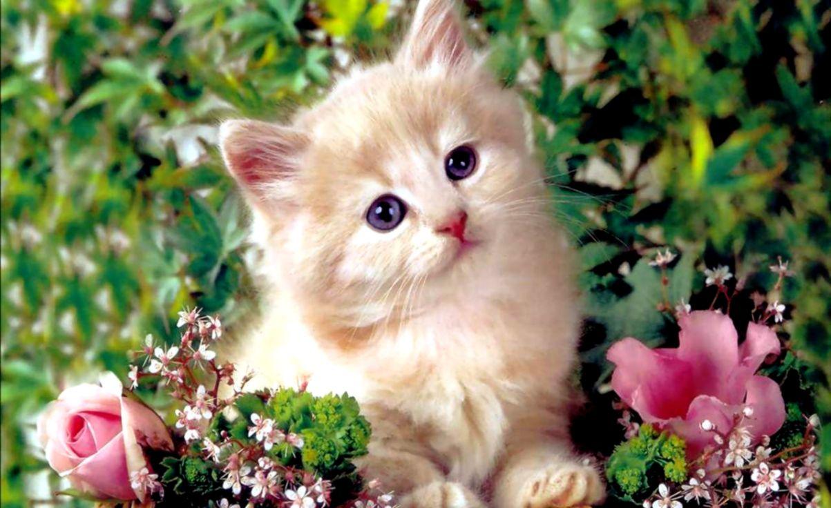 Cute Kitten Wallpaper