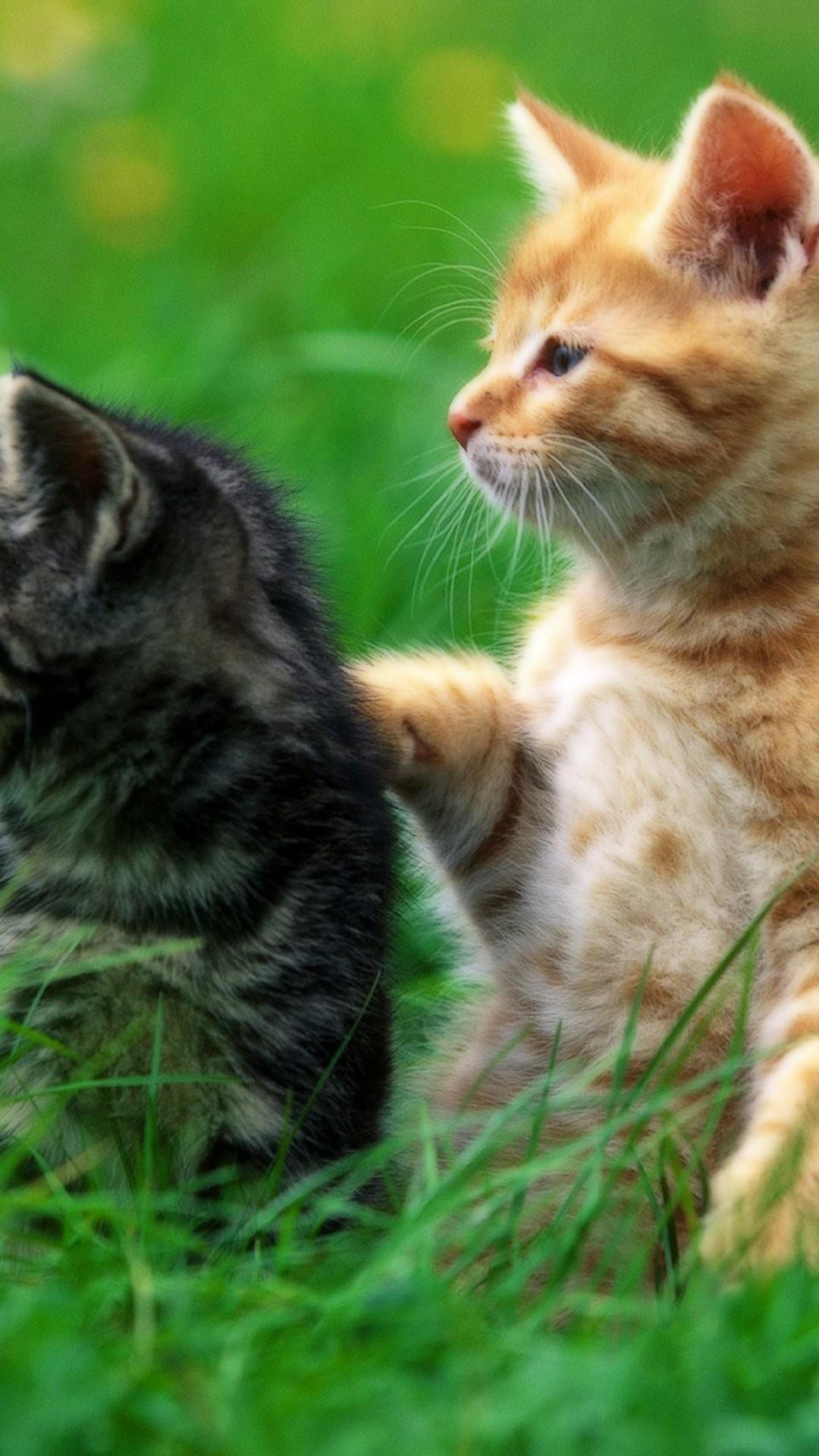 Kitten bookings