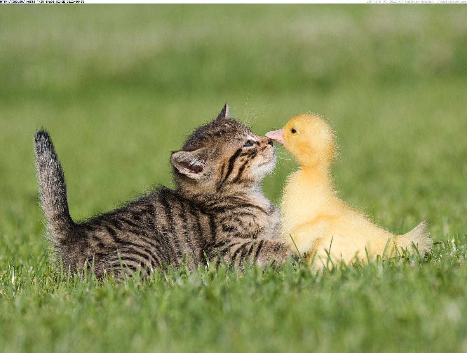 Cute Duck Playing With Cat in Garden
