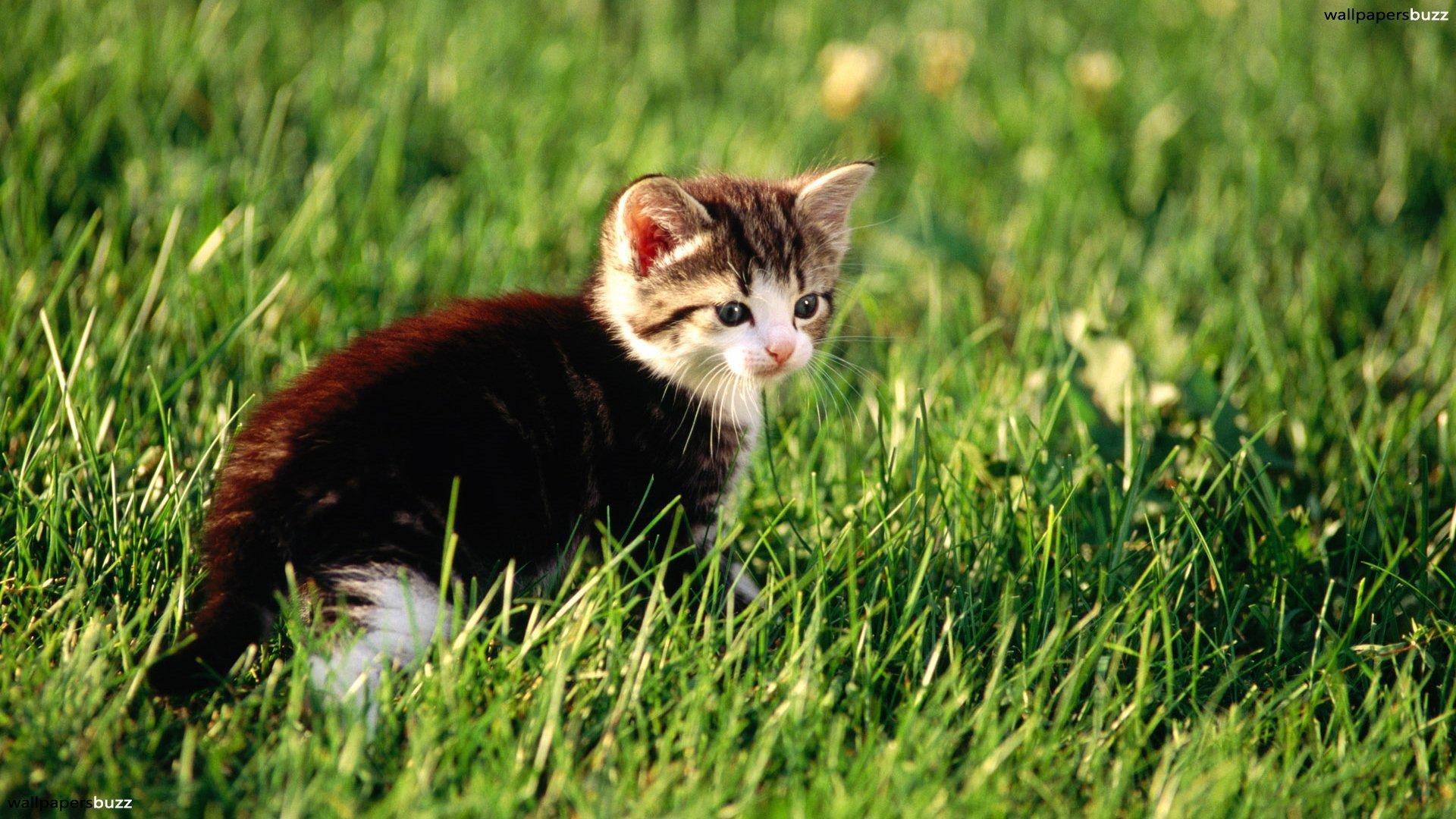 Mysterious kitten HD Wallpaper
