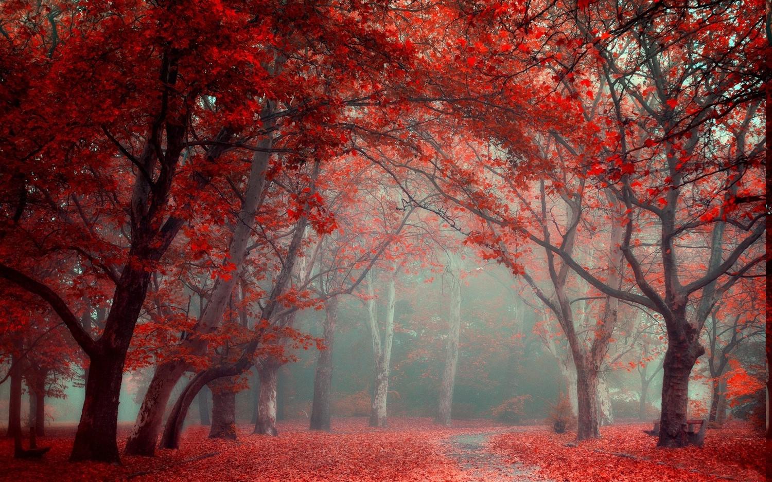 landscape, Nature, Park, Leaves, Road, Fall, Trees, Mist