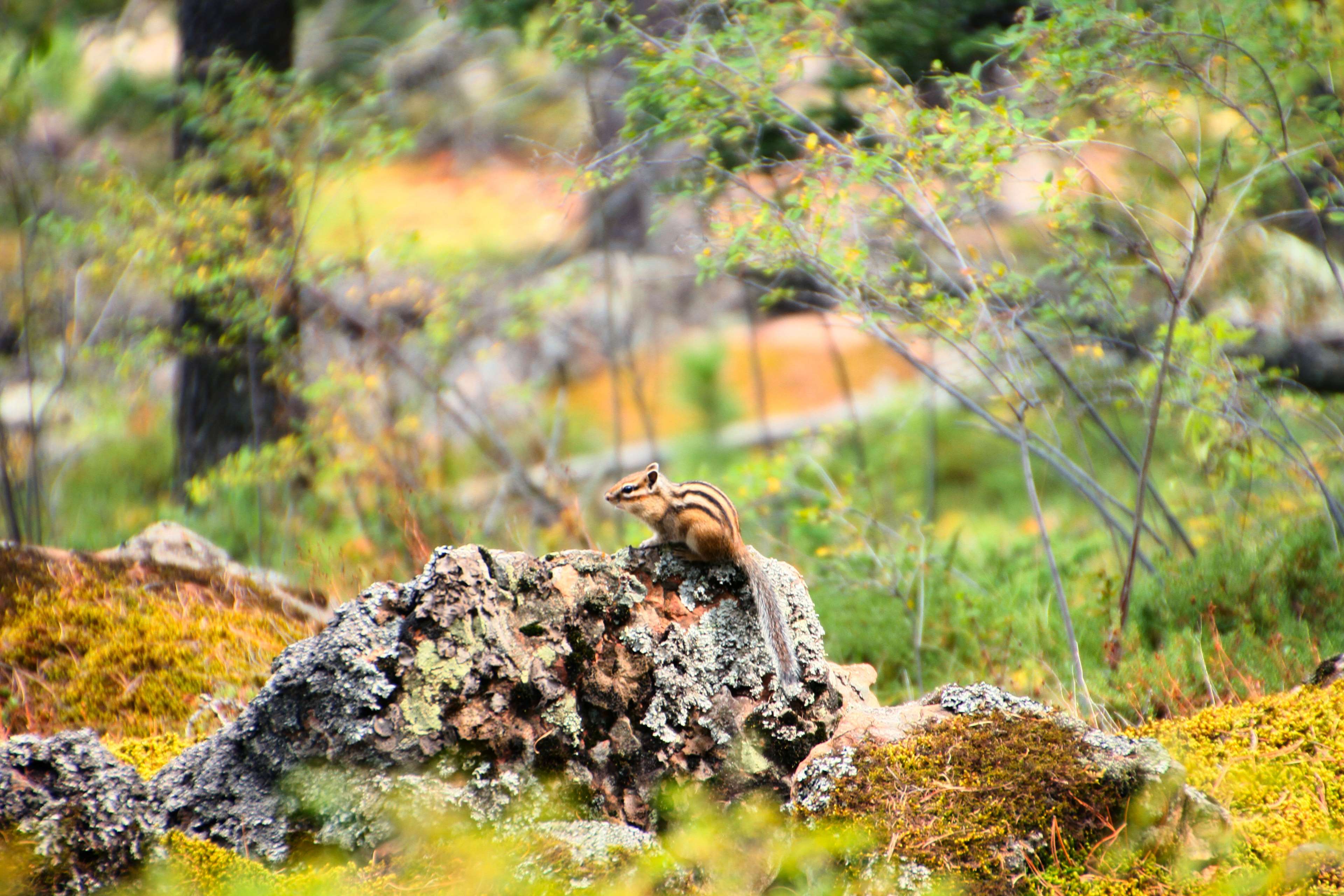 animal, chipmunk, color, daylight, environment, fall