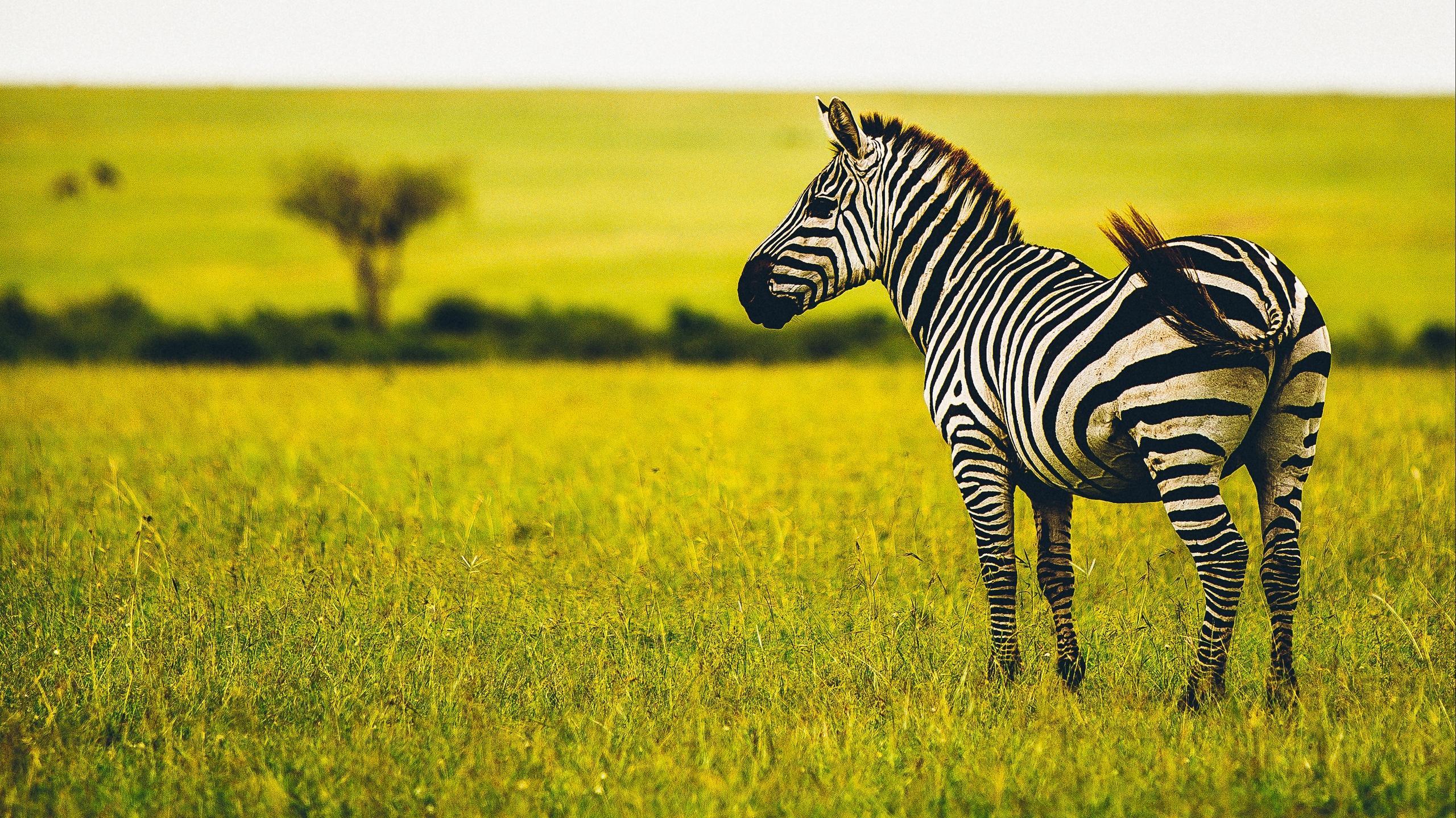 Download wallpaper 2560x1440 zebra, savanna, wildlife, animal
