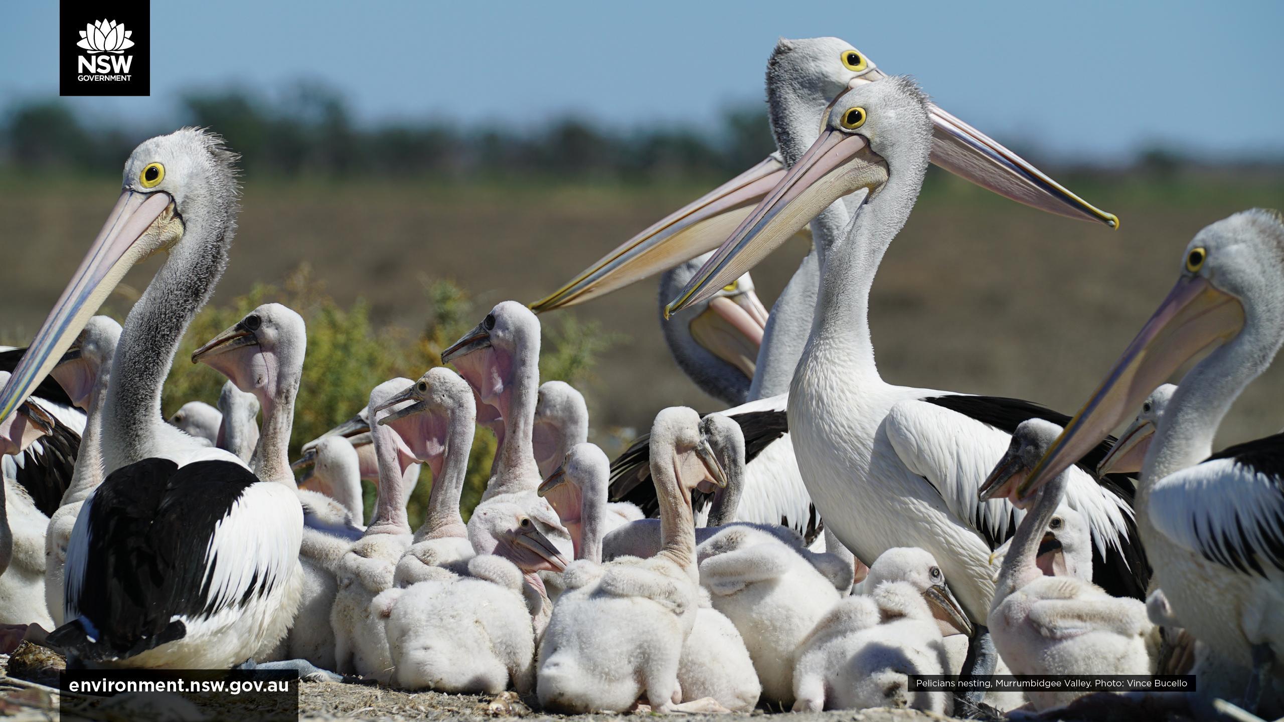 Wallpaper. NSW Environment, Energy and Science