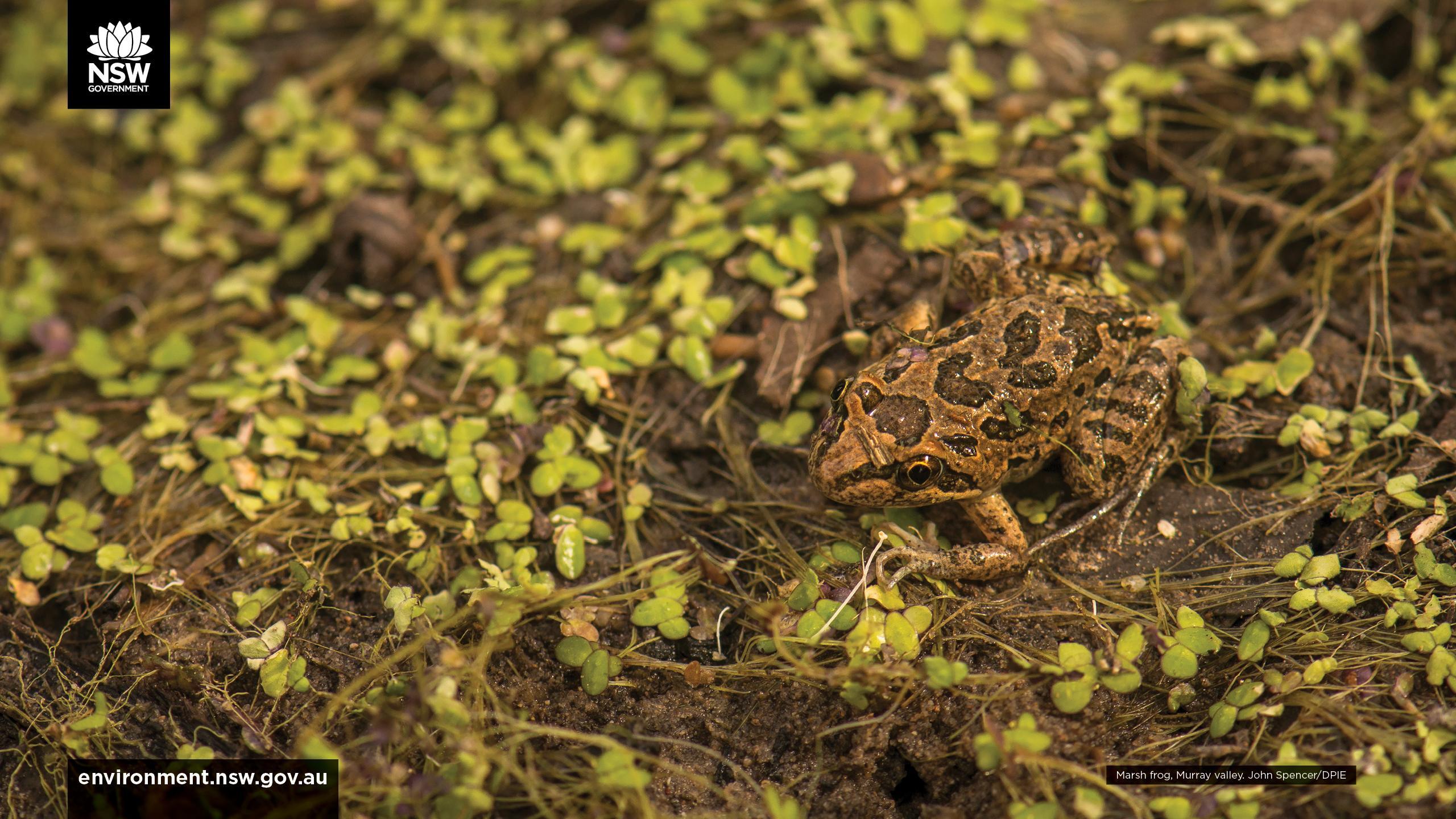Wallpaper. NSW Environment, Energy and Science