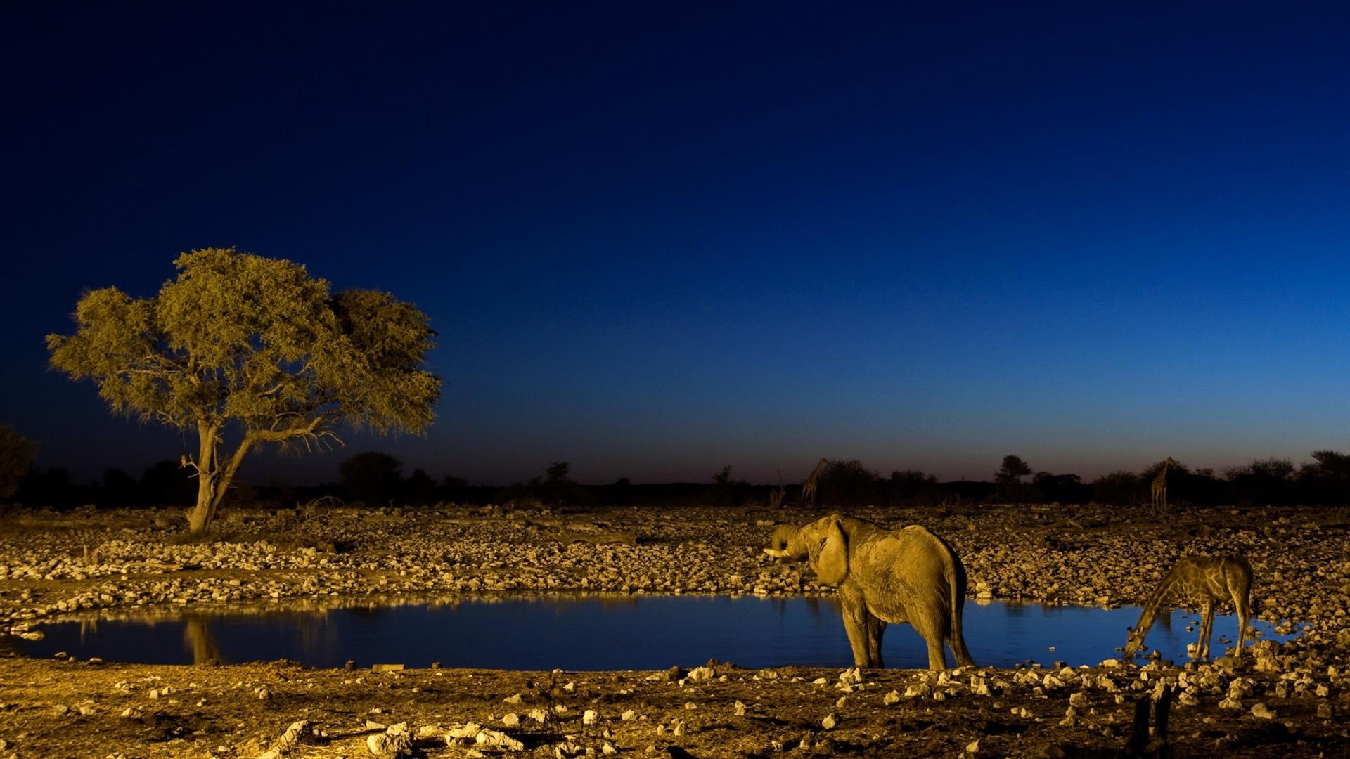 Wildlife Environment Wallpapers Wallpaper Cave