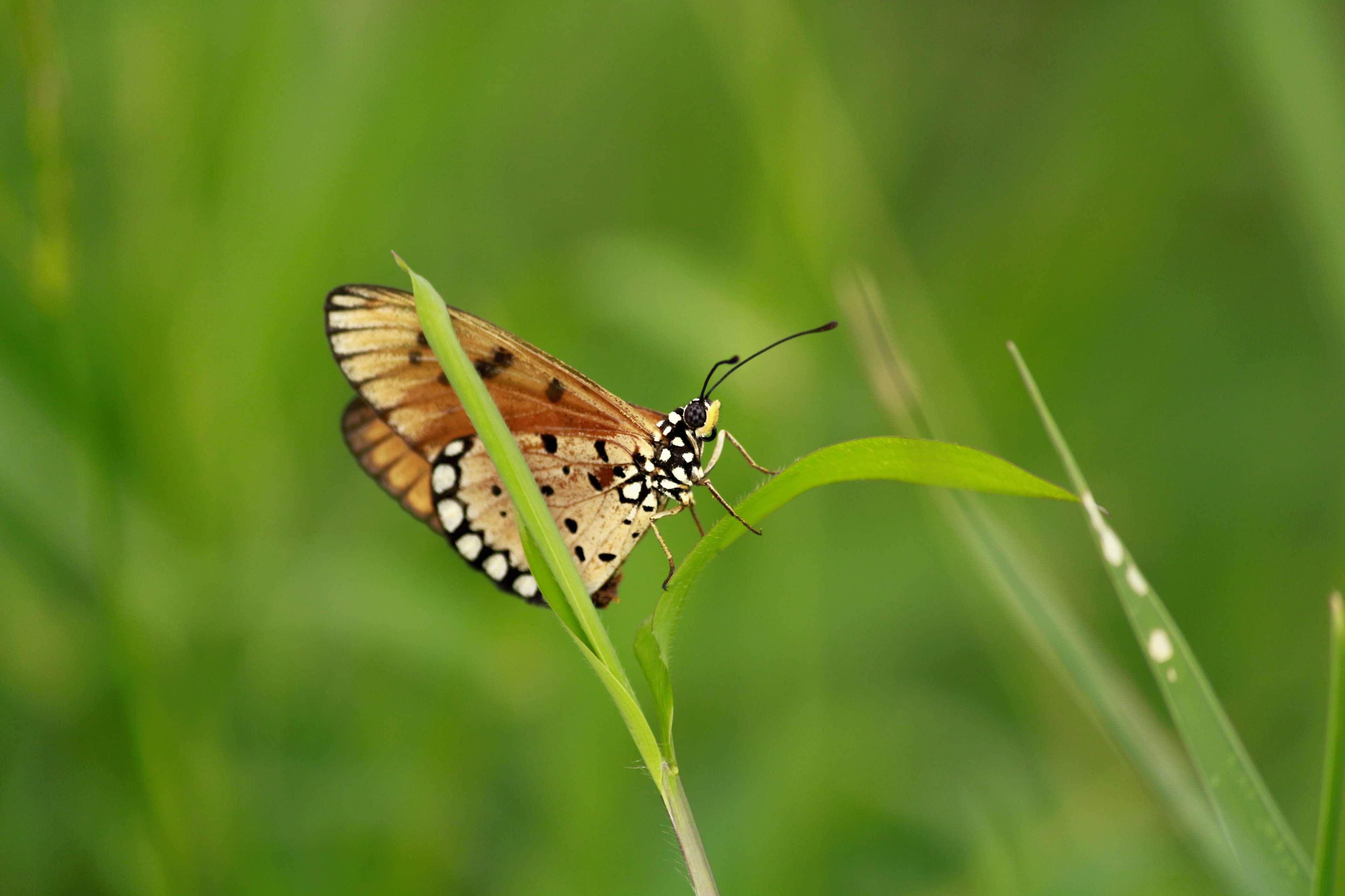 animal, biology, blur, butterfly, close up, colorful