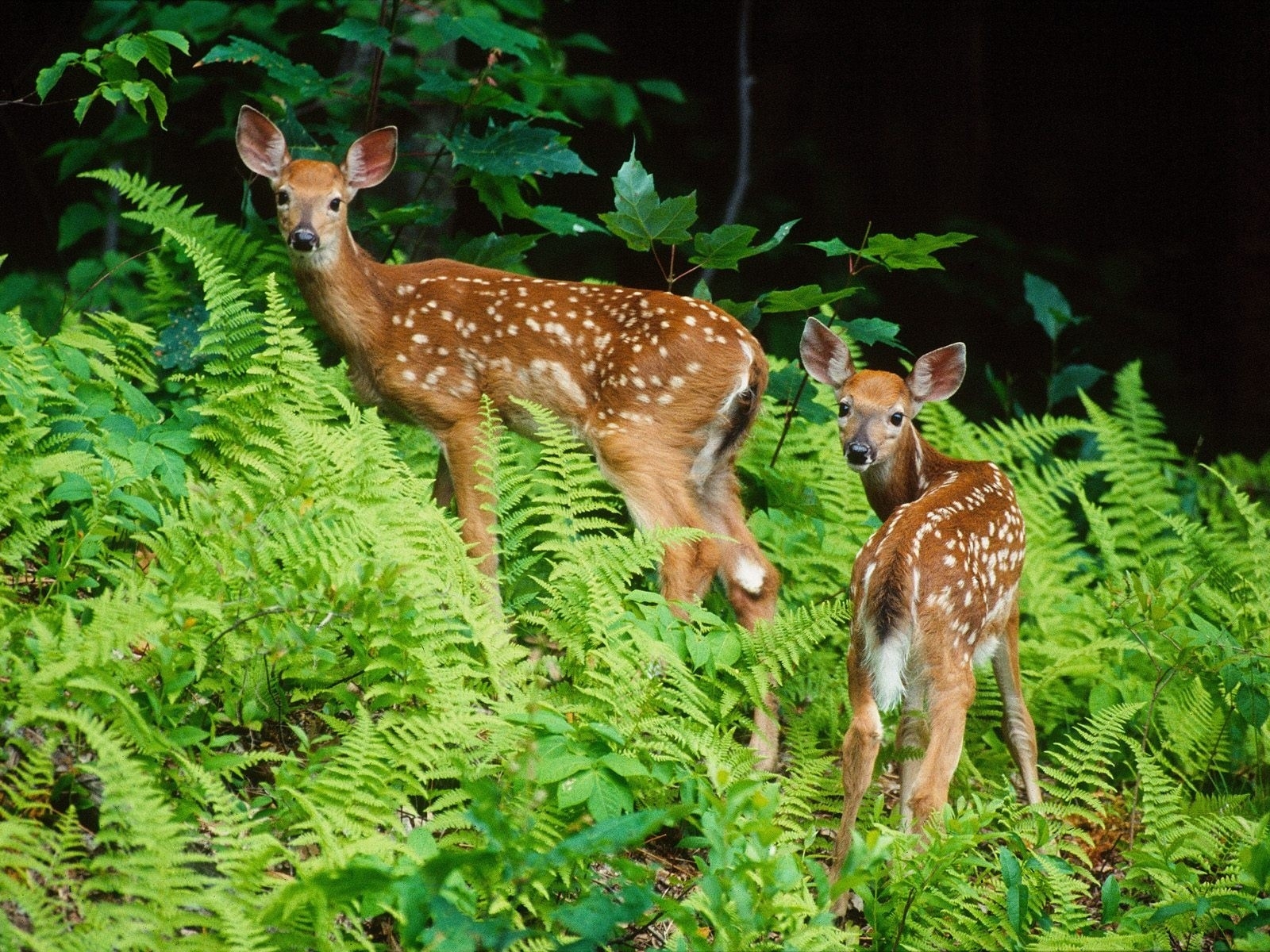 nature animals deer fawn baby animals 1600x1200 wallpaper