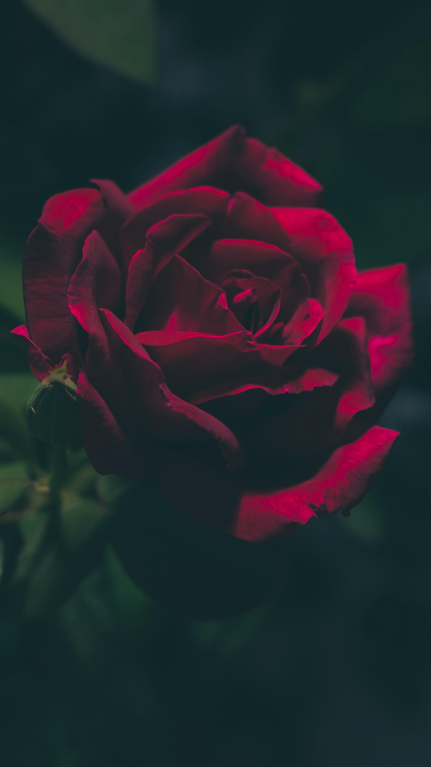 Wallpaper Rose, Bud, Dark Roses Wallpaper iPhone, HD
