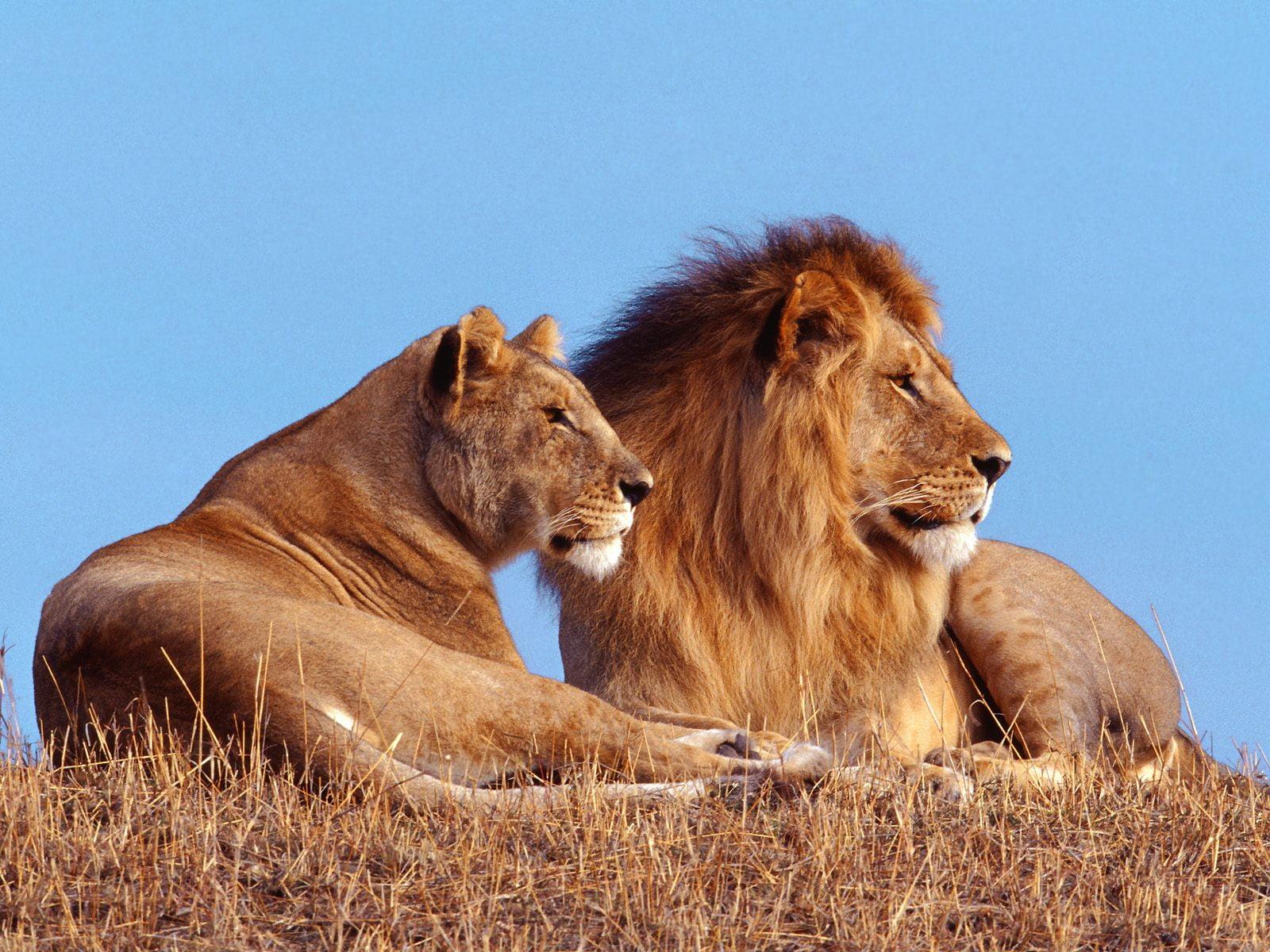Lion and Lioness on brown grass during daytime HD wallpaper