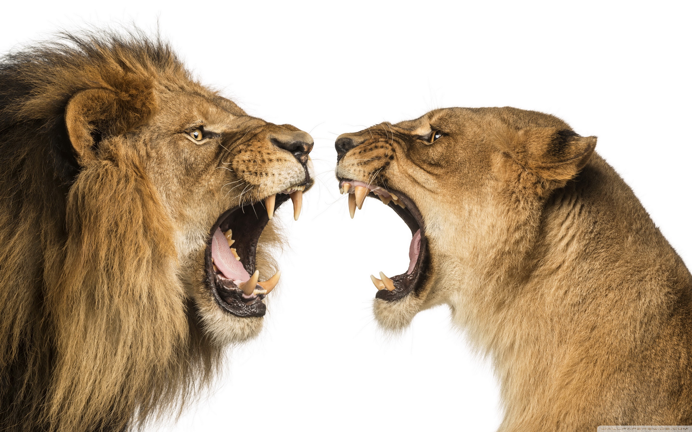 狮群vs狼群，谁才是真正的群架之王？万兽之王果然名不虚传_狮子_动物_群体