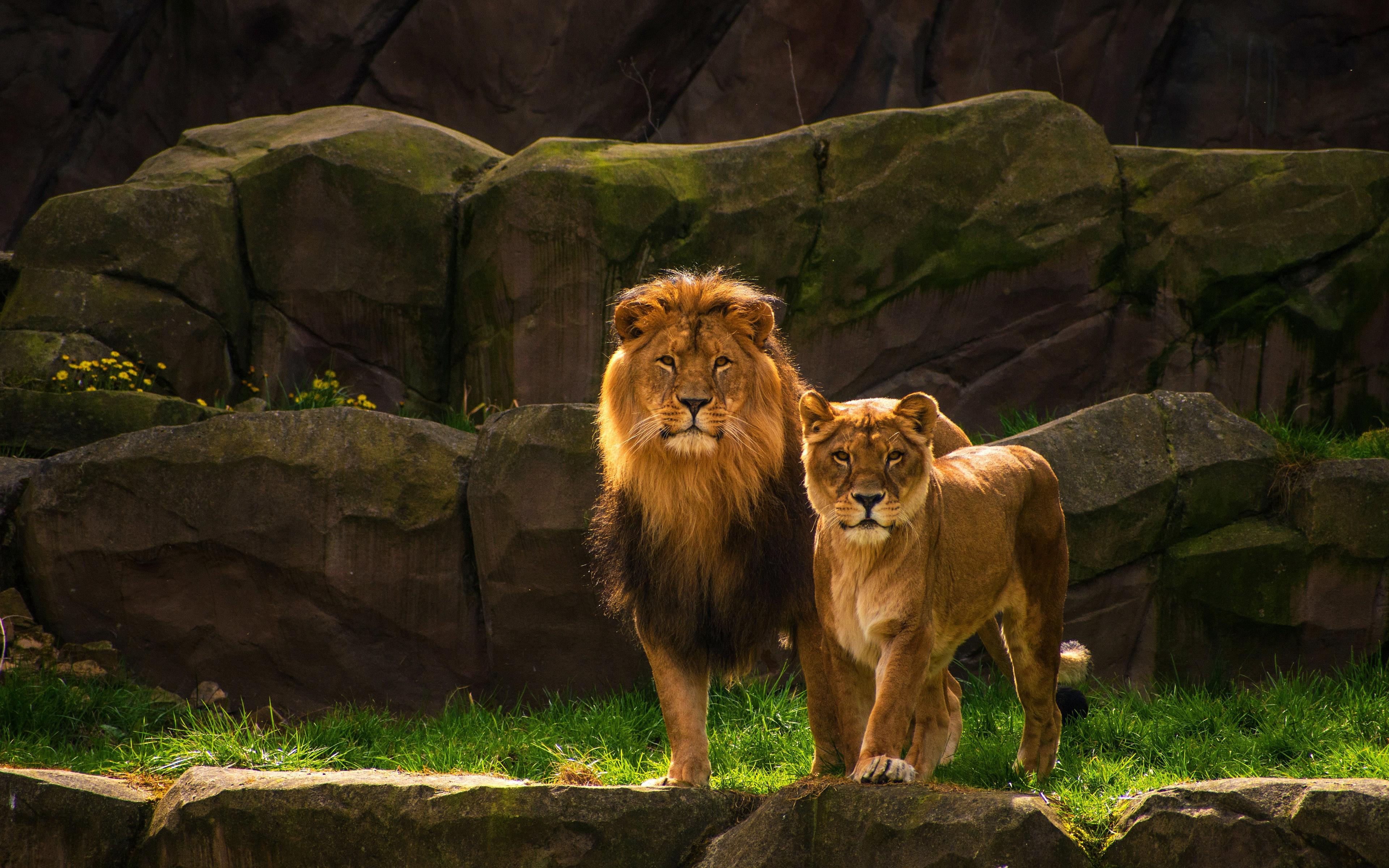 Desktop Wallpaper Lions Lioness Two Animals 3840x2400