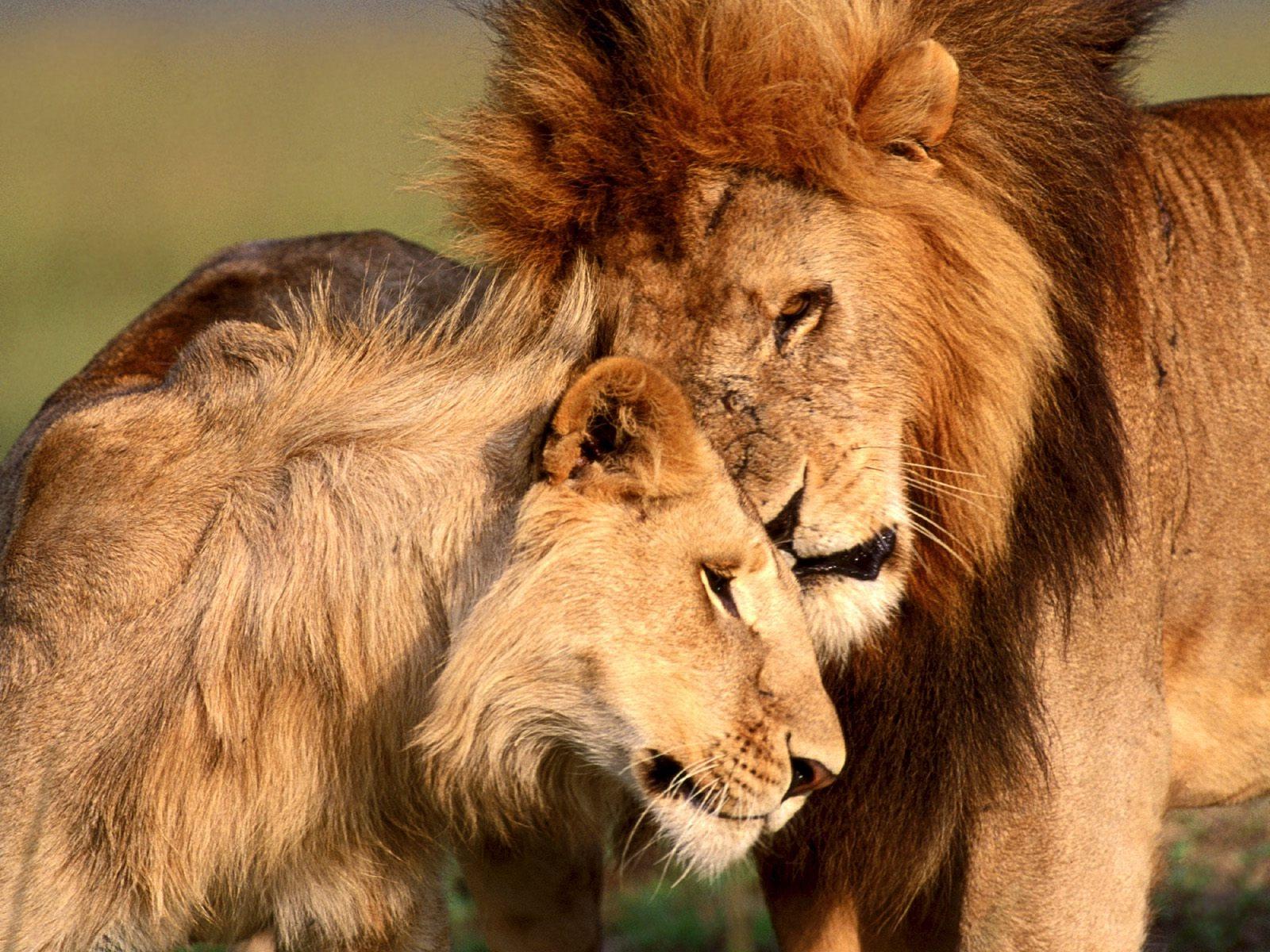 Hd Pic Of Lion And Lioness Horse and Lion Photo