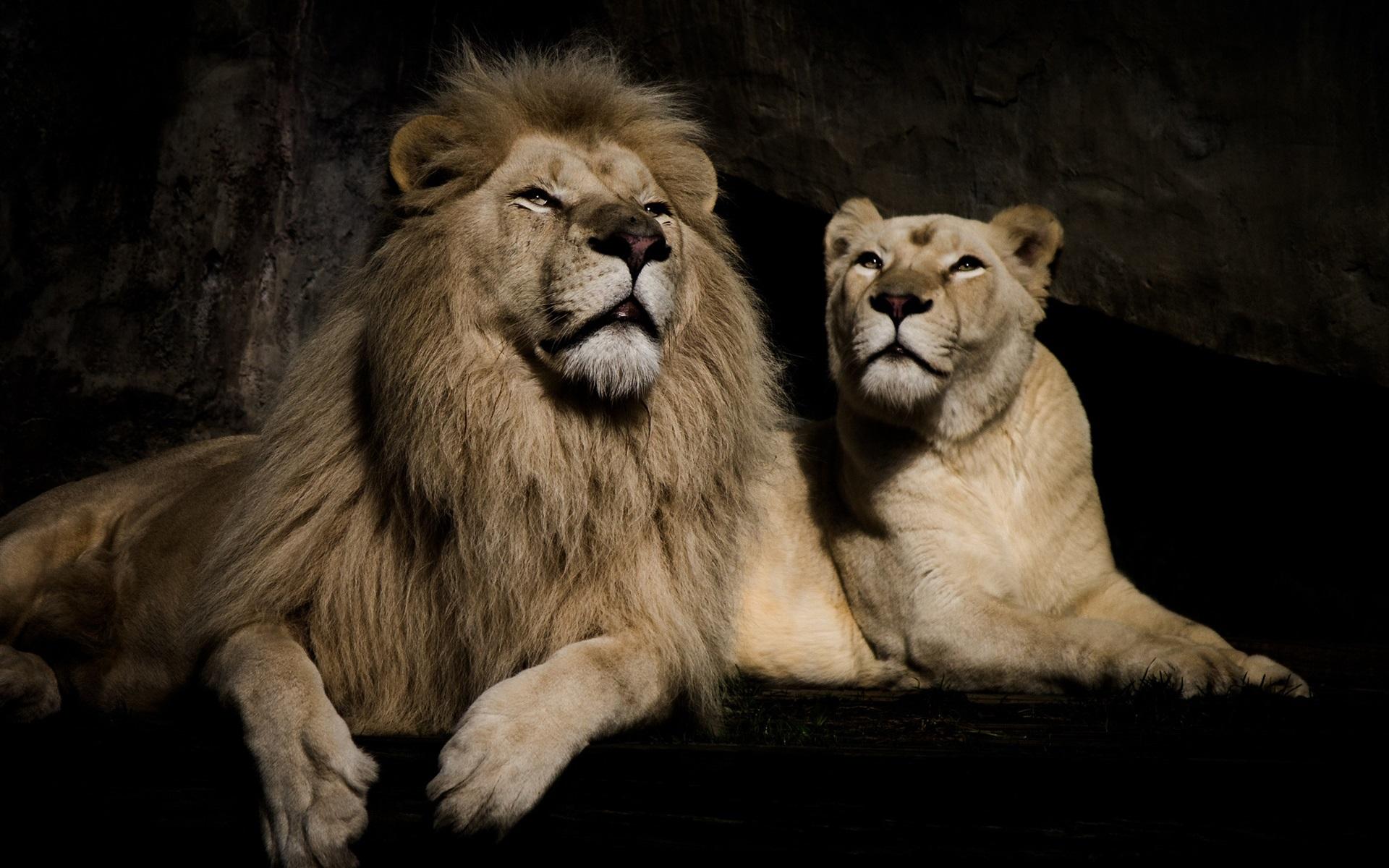 Wallpaper Lion and lioness 1920x1200 HD Picture, Image