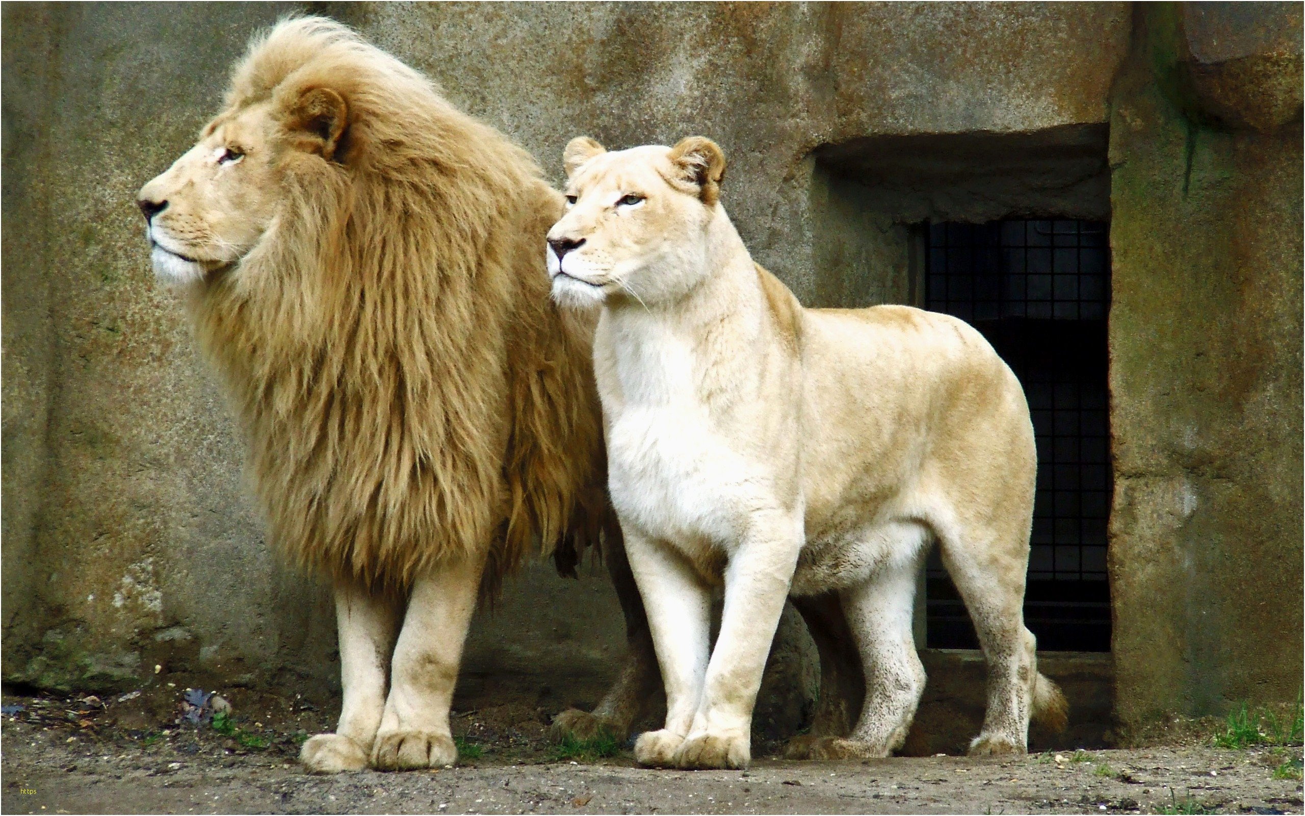 Lion with lioness cute 1080P 2K 4K 5K HD wallpapers free download   Wallpaper Flare