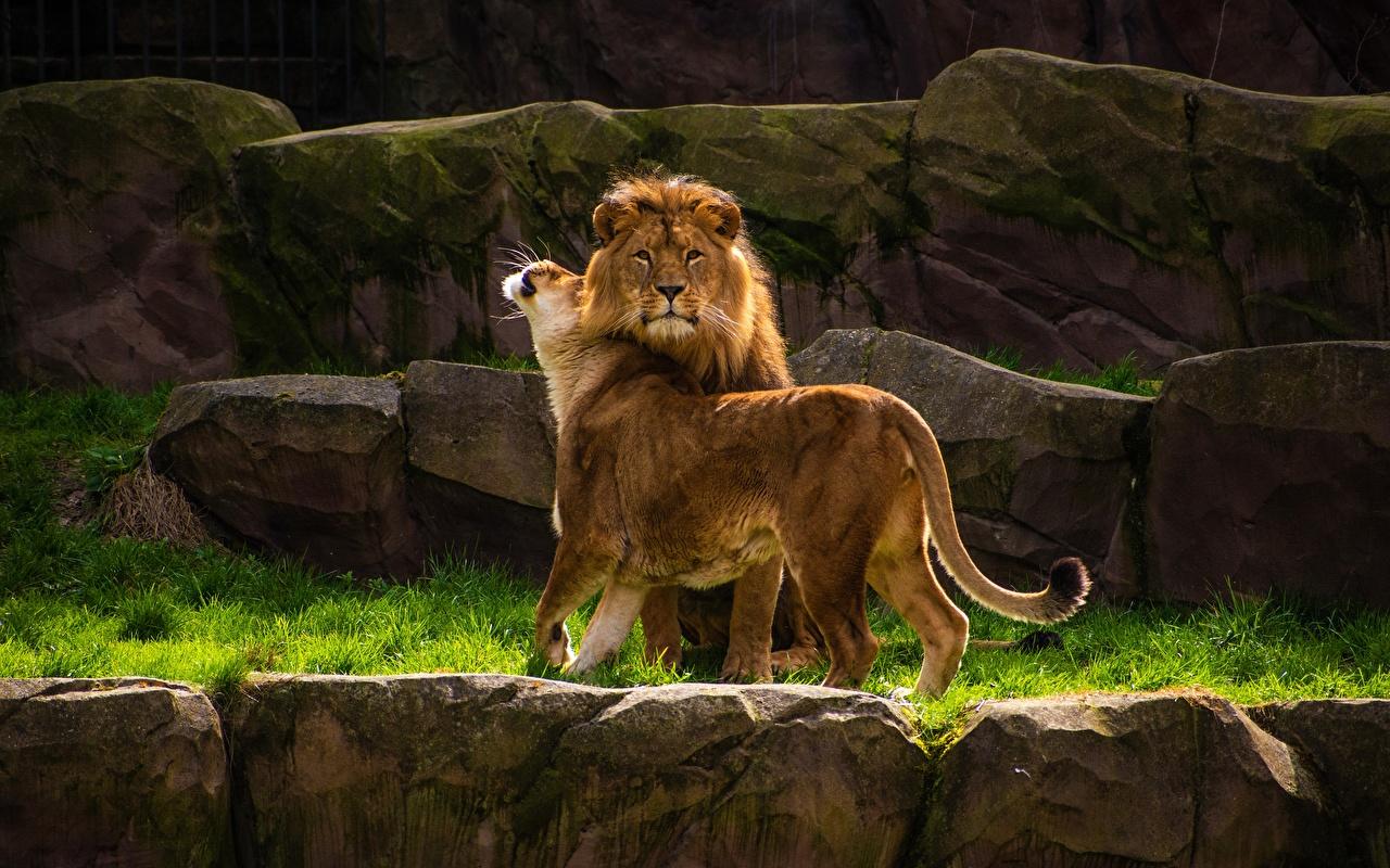 Wallpaper lion Lioness animal