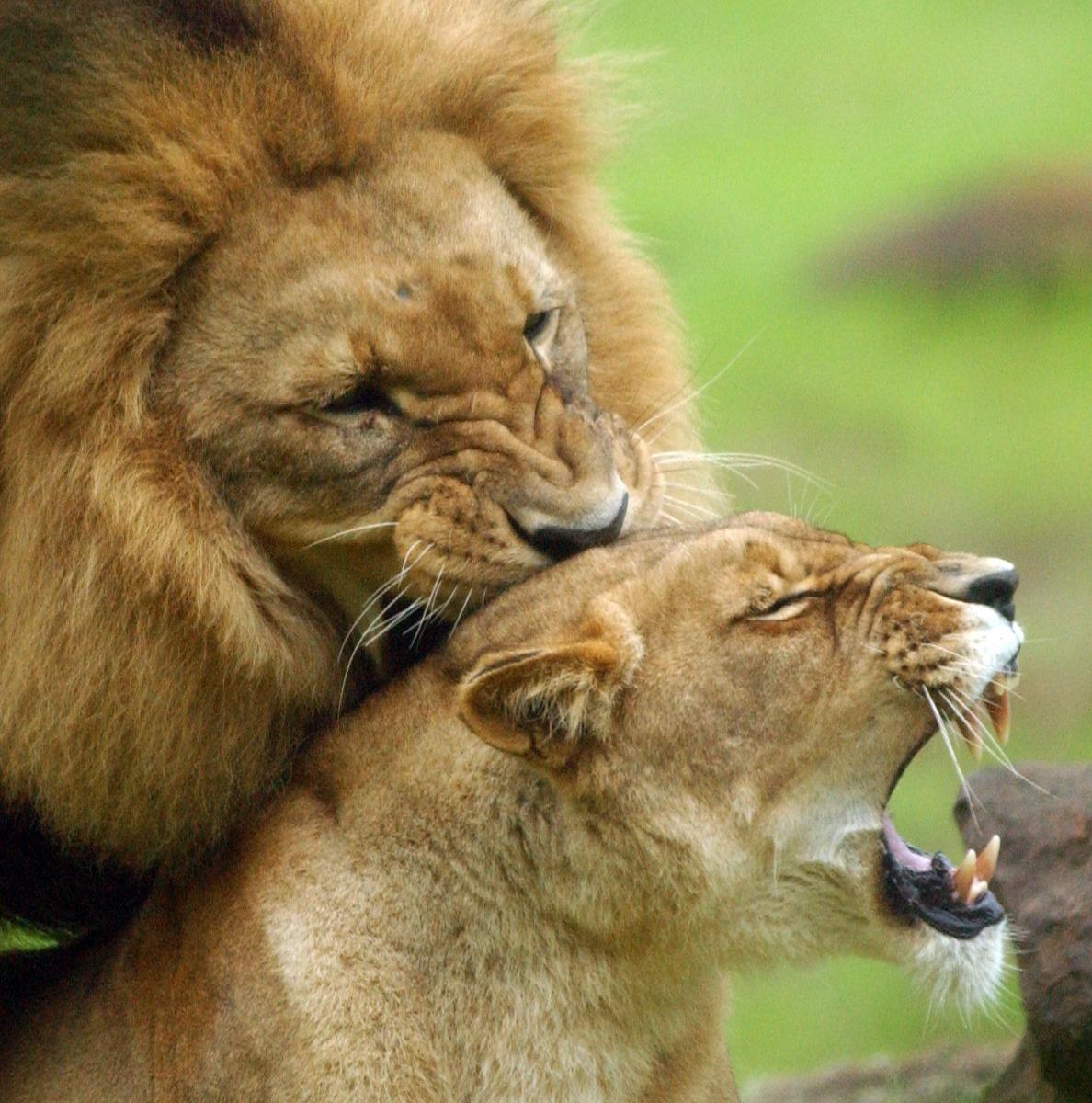 Collection 97+ Images powerful lion and lioness wallpaper Superb