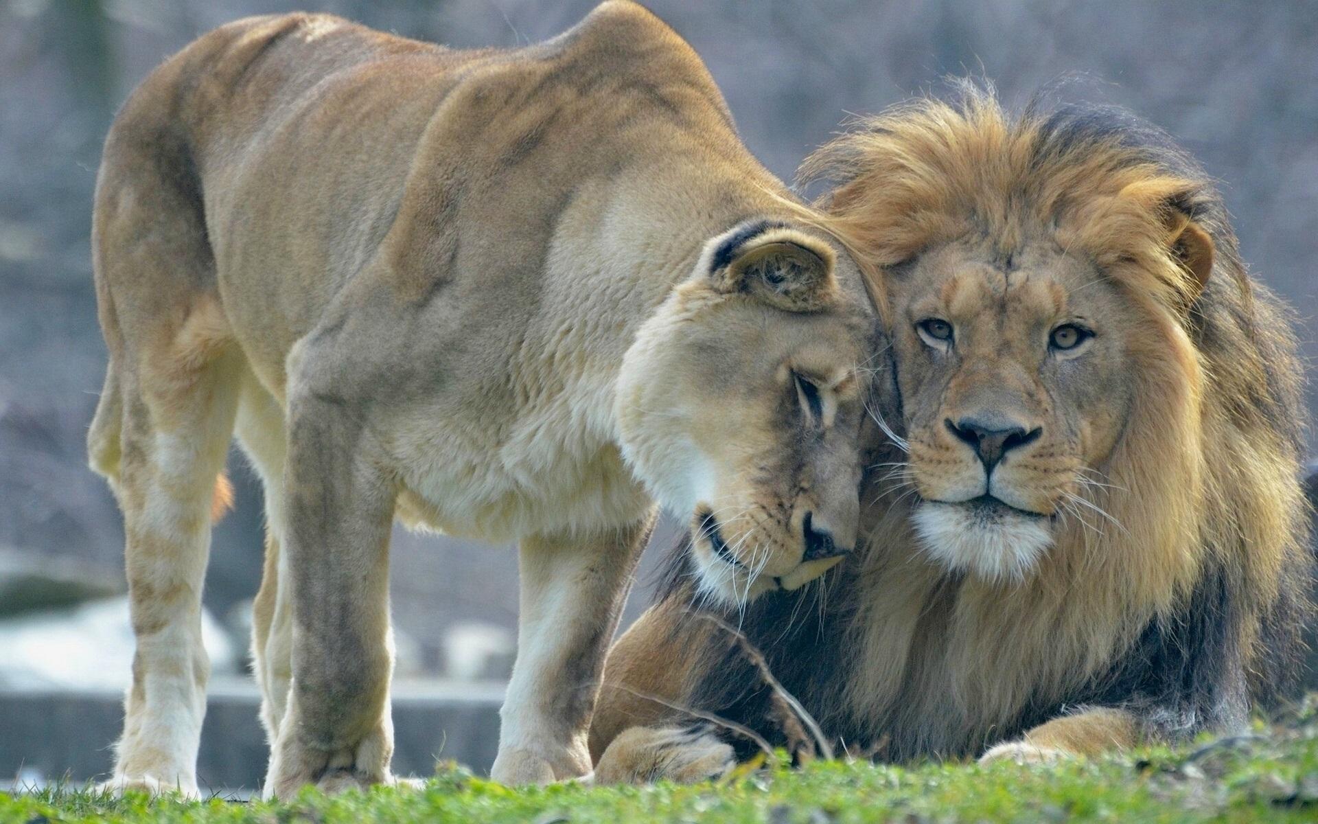 Download This Wallpaper Lion And Lioness, HD