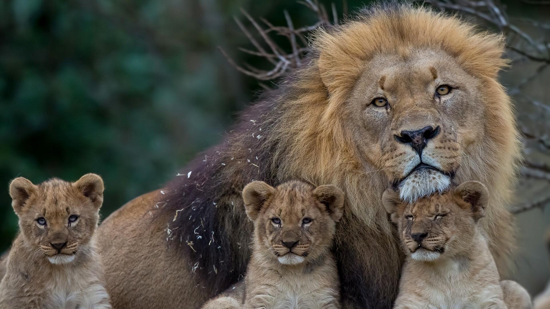 Download wallpaper 1920x1080 lion, lioness, young, family