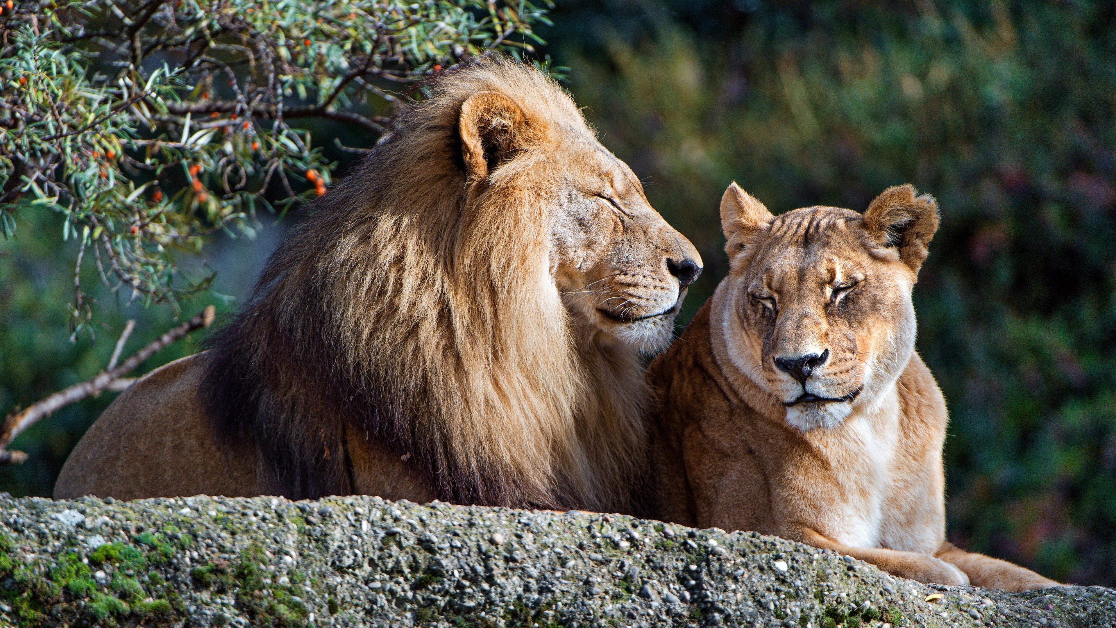 Wallpaper Lion and lioness, rest, couple 3840x2160 UHD 4K